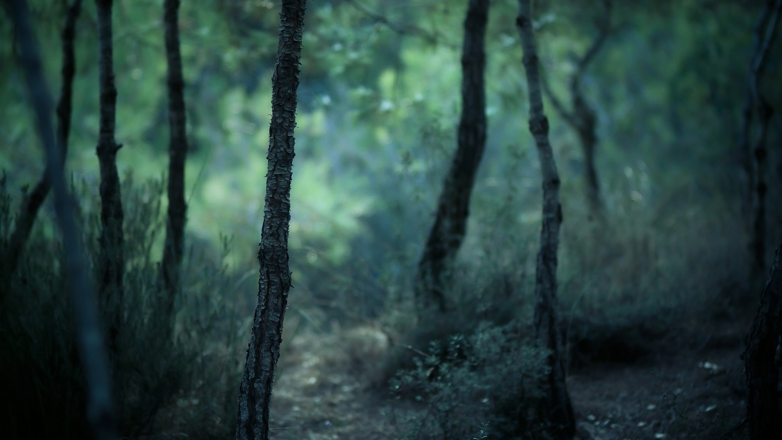 General 2560x1440 forest trees outdoors plants nature