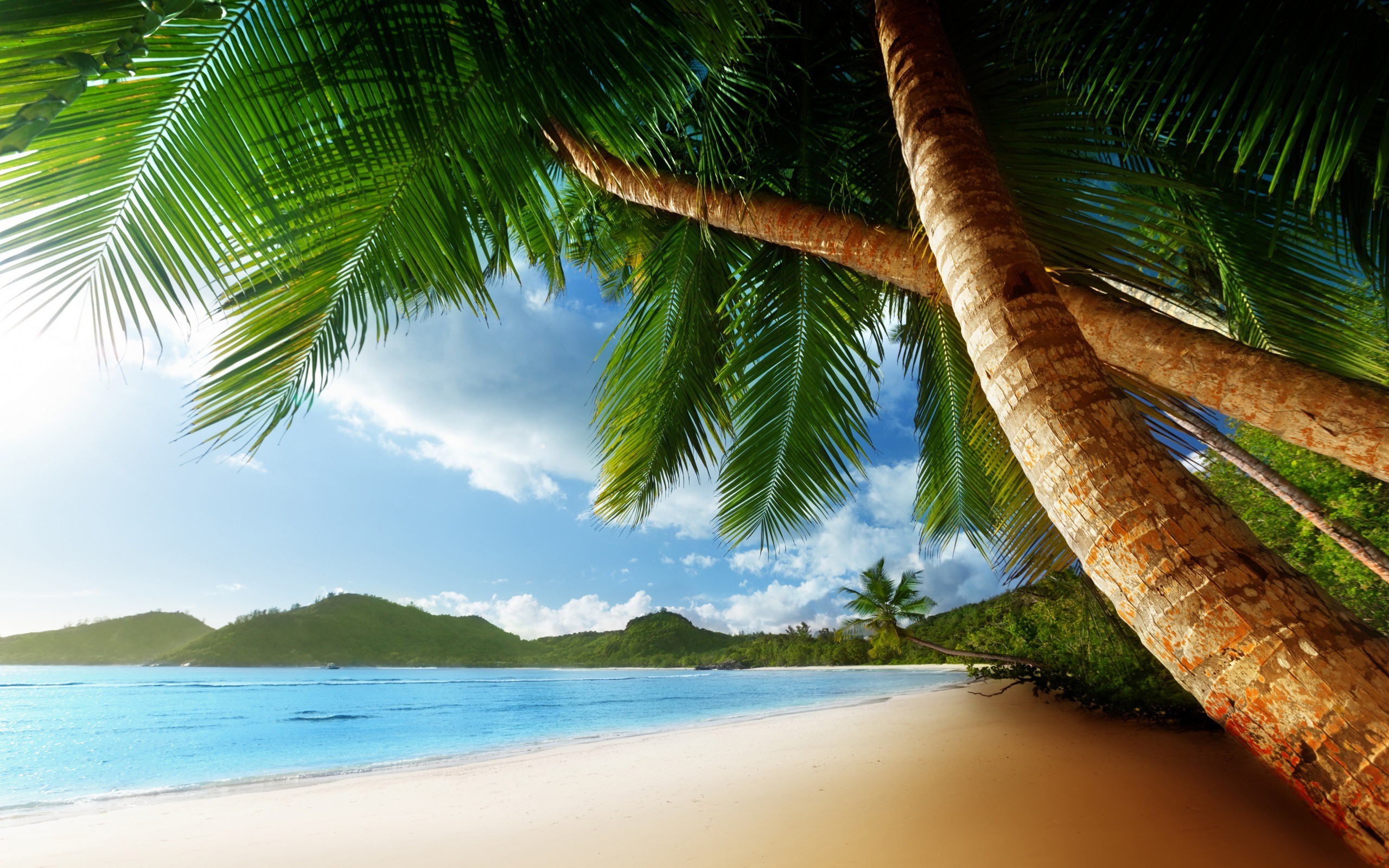 General 2560x1600 beach sea landscape palm trees tropical