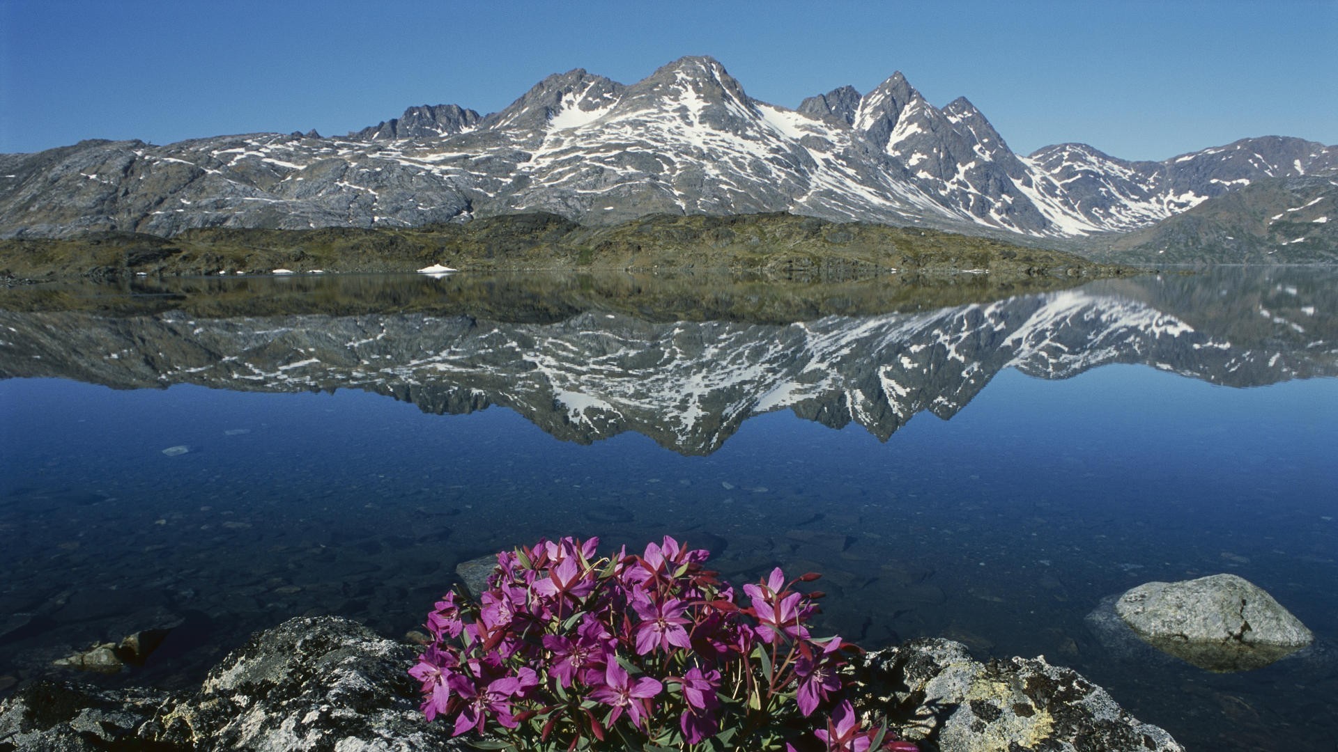 General 1920x1080 nature landscape mountains Greenland water lake snow flowers stones reflection rocks nordic landscapes plants