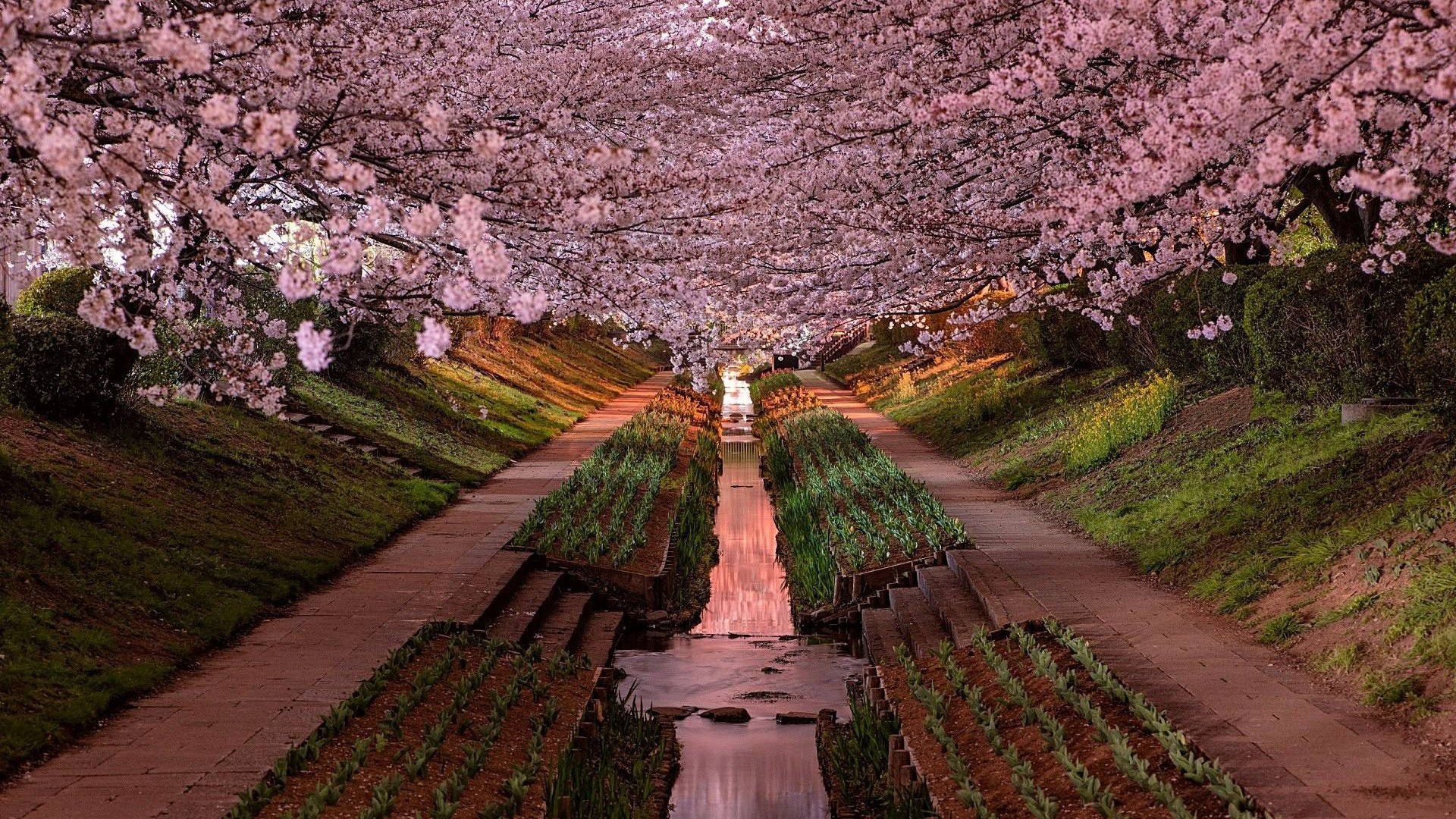 General 1920x1080 Japan Yokohama cherry blossom garden plants Asia