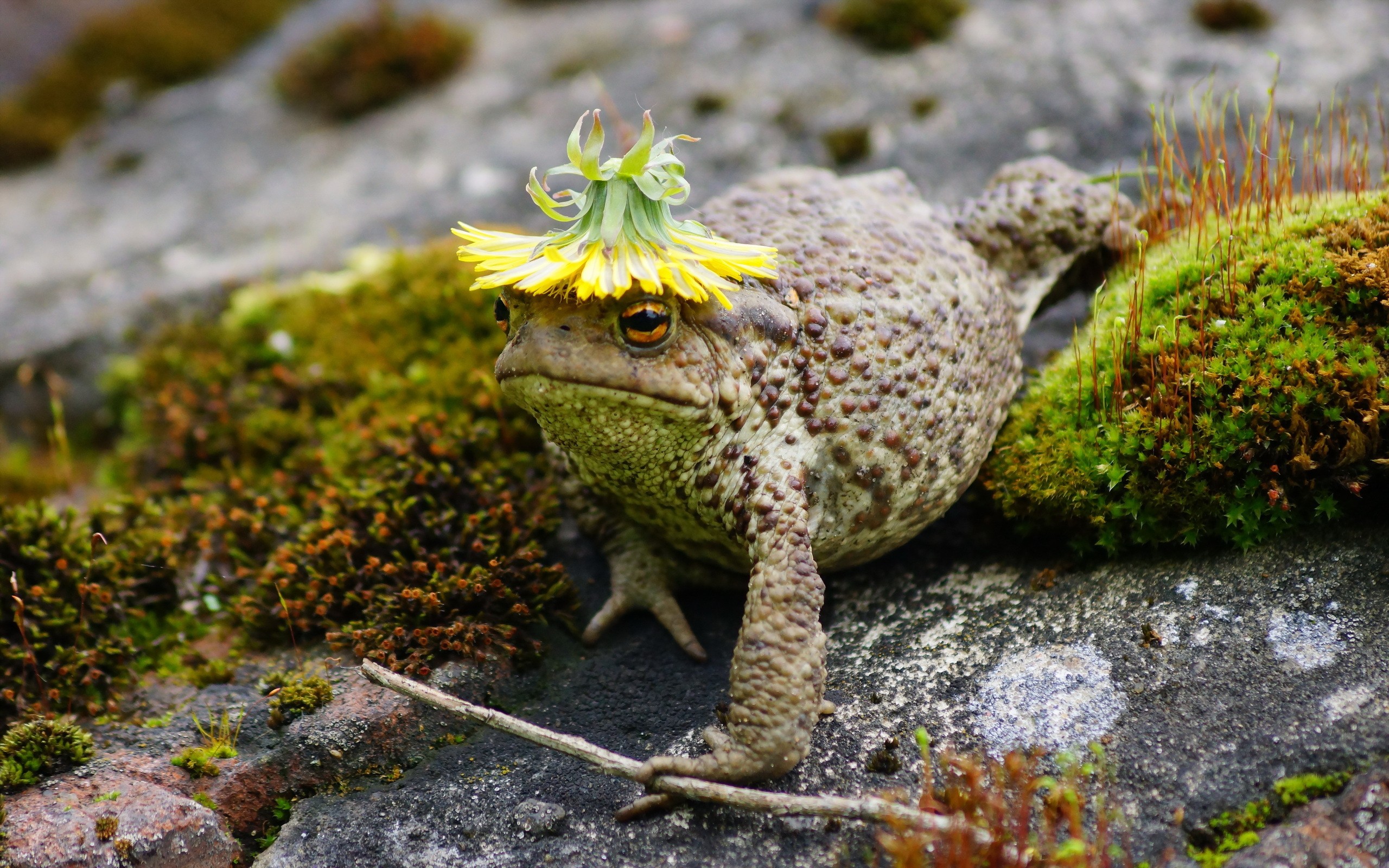 General 2560x1600 animals macro toad moss