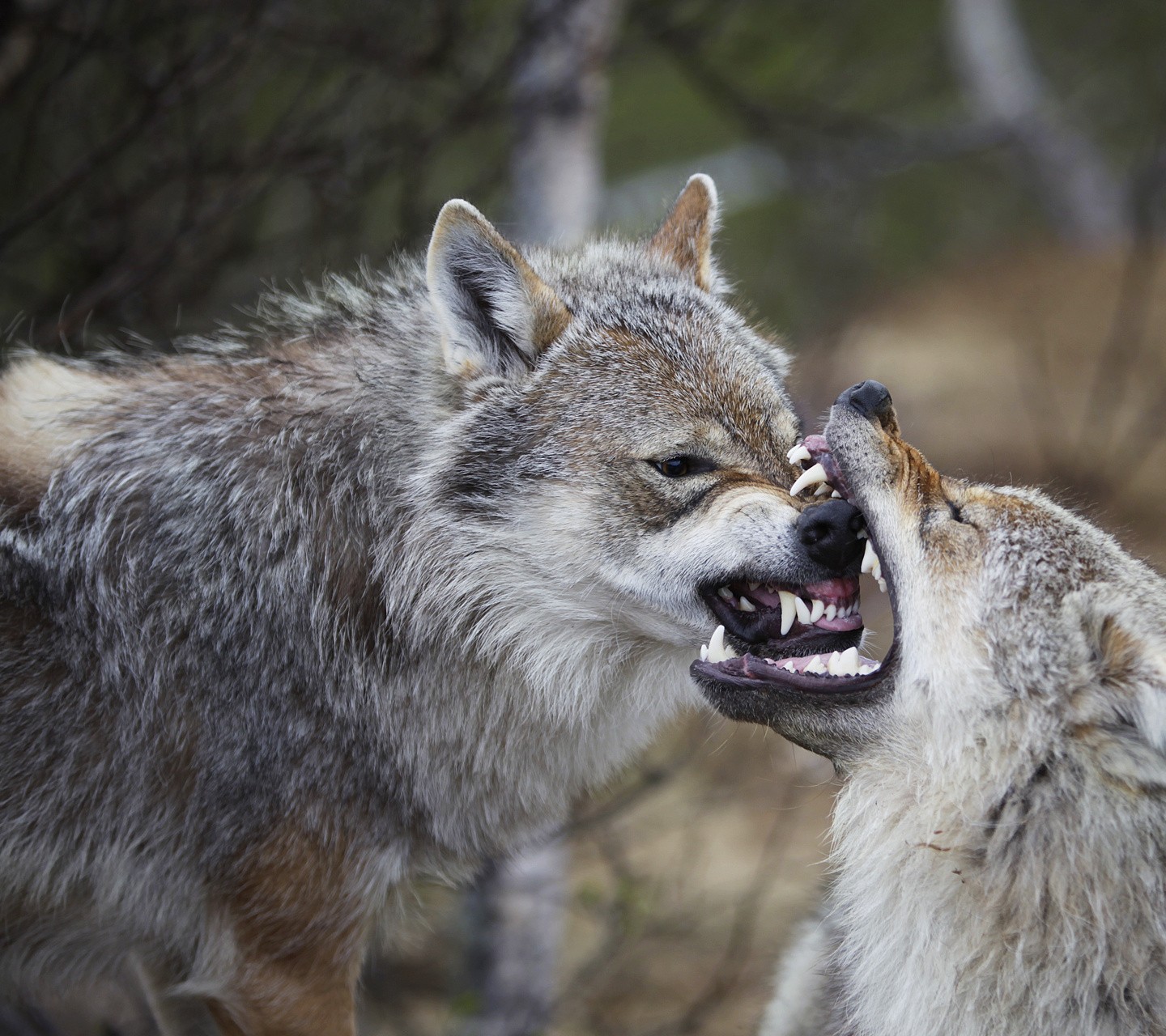 General 1440x1280 animals wildlife wolf mammals fangs