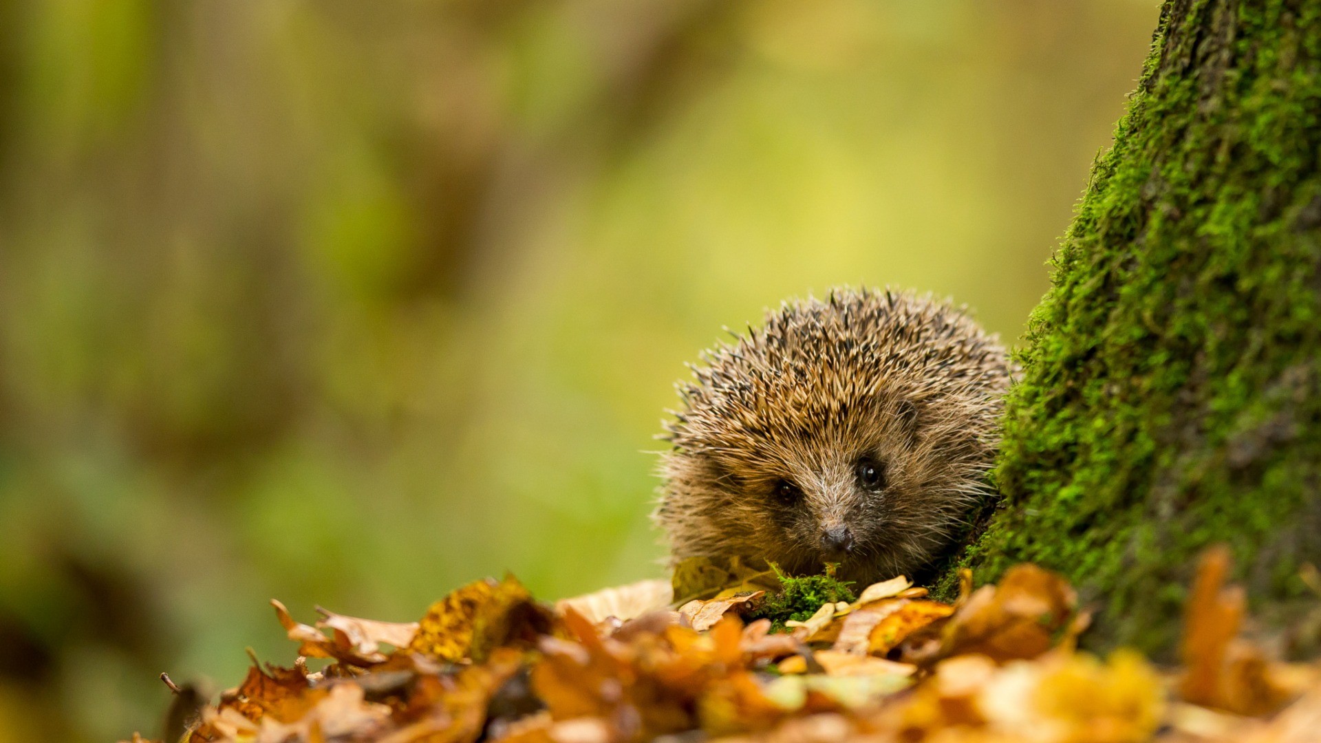 General 1920x1080 nature trees leaves branch animals hedgehog moss depth of field fall closeup mammals outdoors fallen leaves