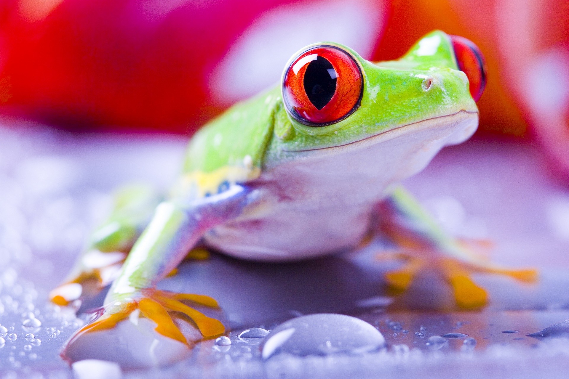 General 1920x1280 Red-Eyed Tree Frogs frog water drops amphibian nature animals animal eyes