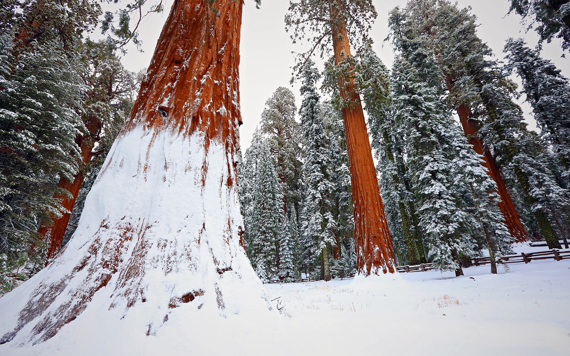 General 1920x1200 redwood snow trees winter nature forest cold outdoors
