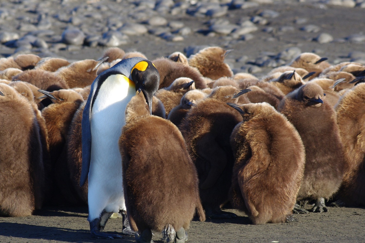 General 1500x1000 penguins birds animals wildlife baby animals
