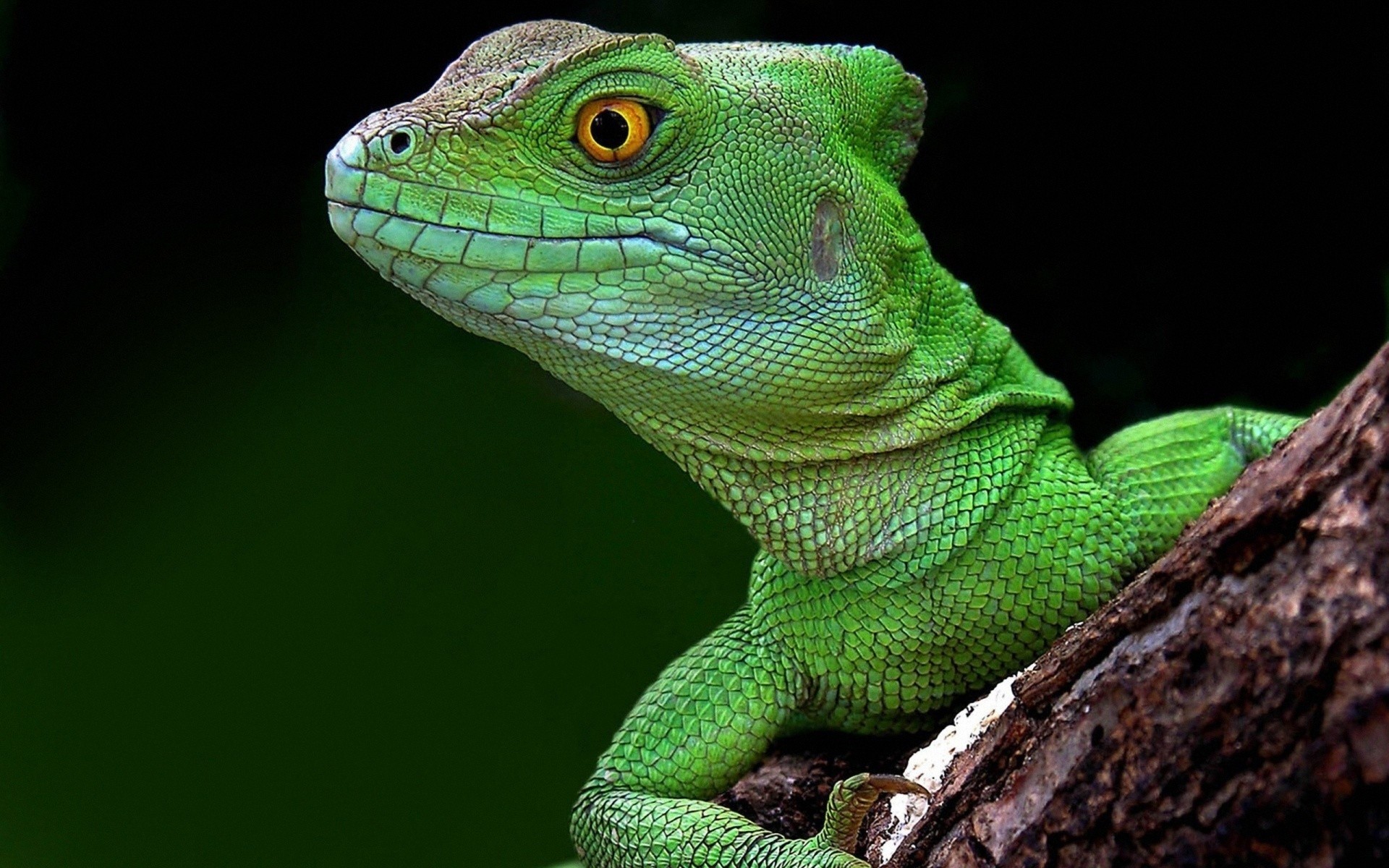 General 1920x1200 macro lizards yellow eyes reptiles animals closeup green background animal eyes green skin