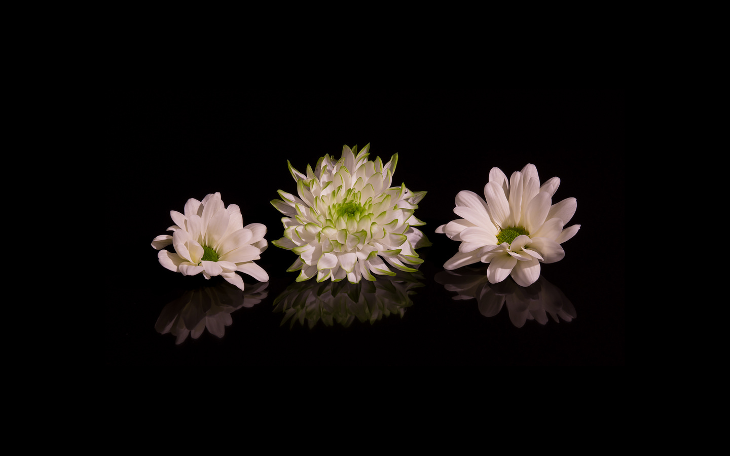 General 1440x900 flowers plants CGI black background digital art simple background reflection