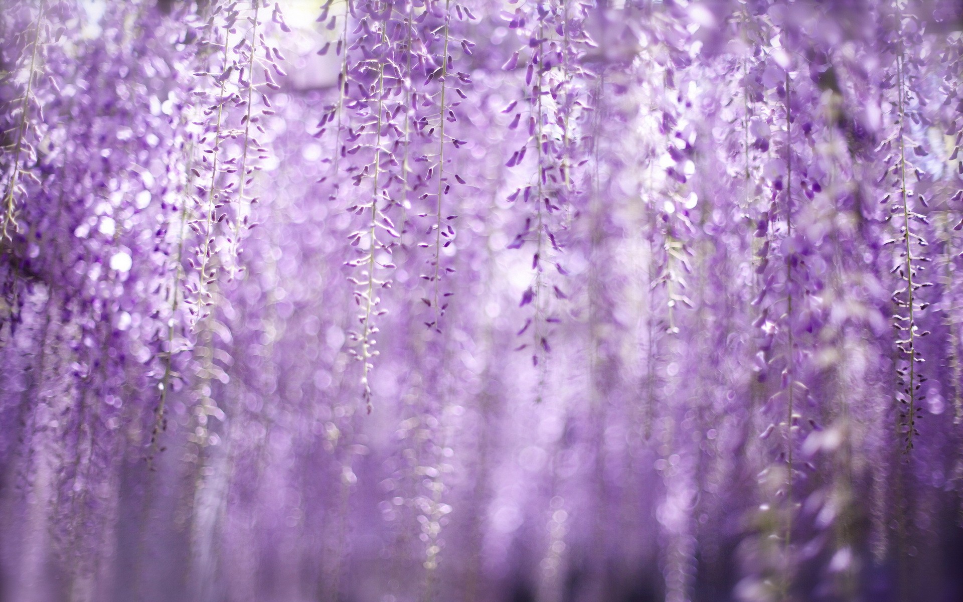 General 1920x1200 purple plants outdoors