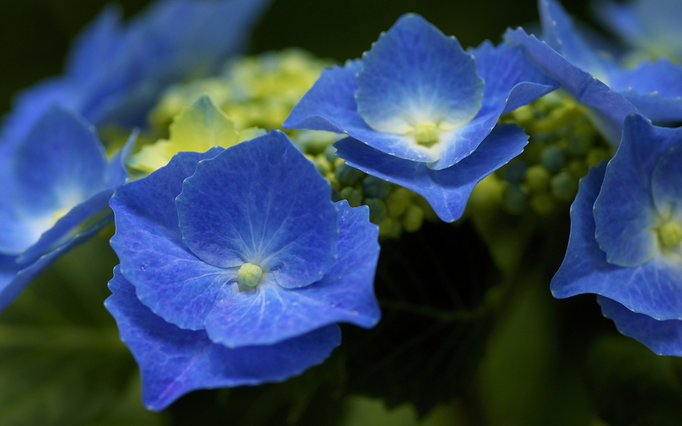 General 2200x1375 flowers blue flowers plants hydrangea closeup macro