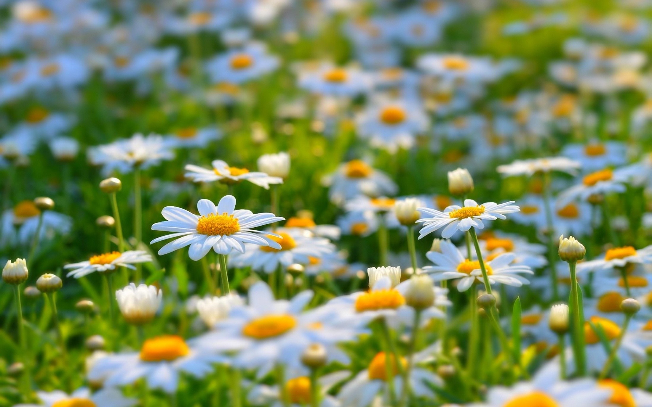 General 2200x1375 flowers summer depth of field grass vibrant chamomile outdoors nature