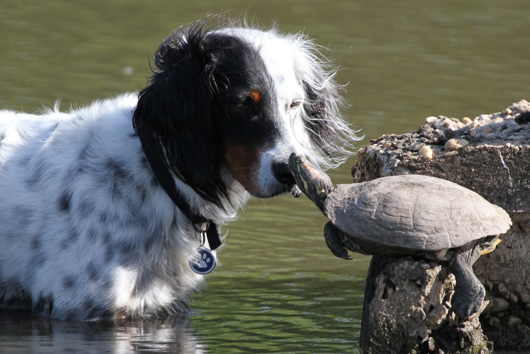 General 2048x1368 dog turtle water animals outdoors in water