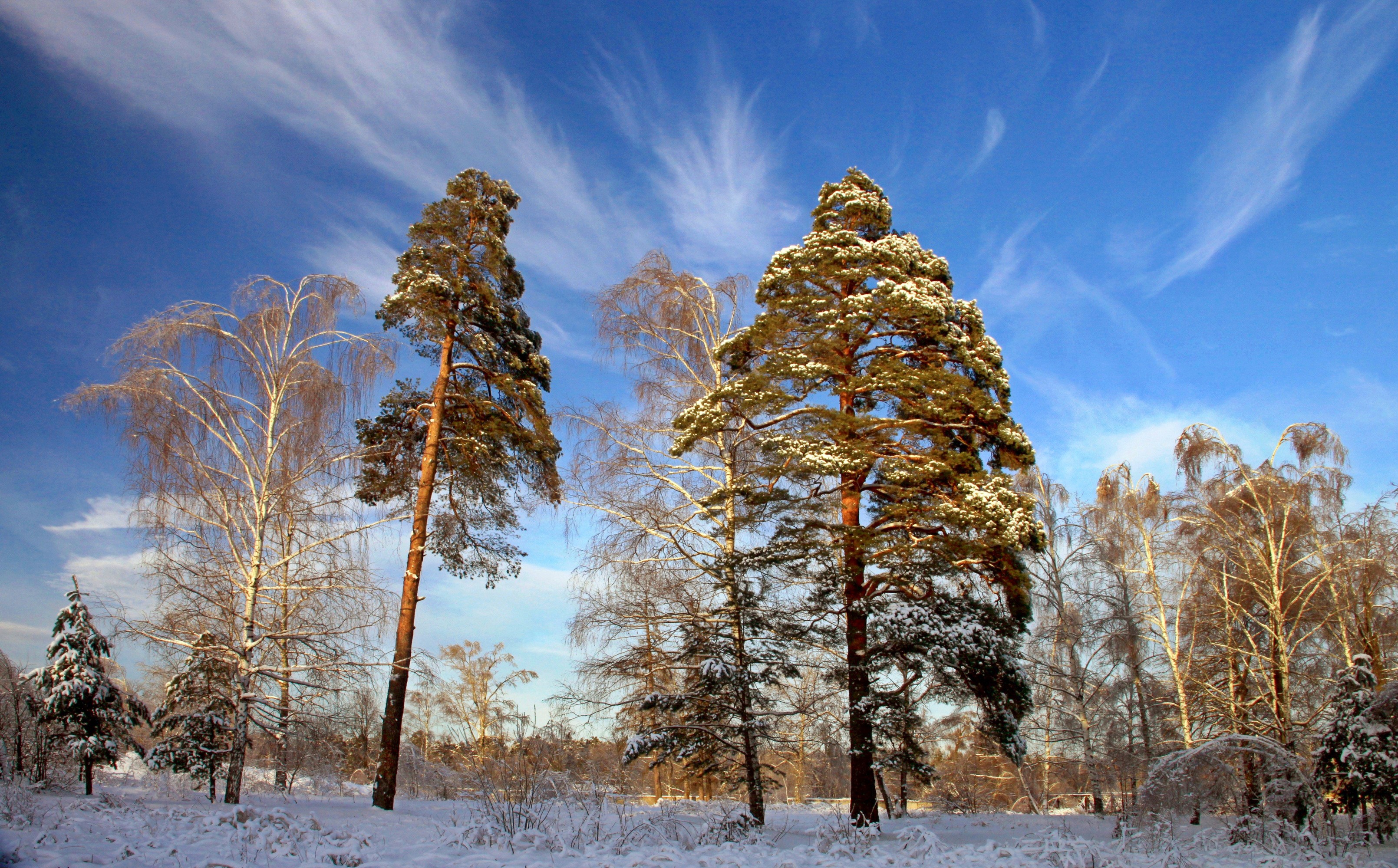 General 3220x2000 landscape snow pine trees winter nature trees