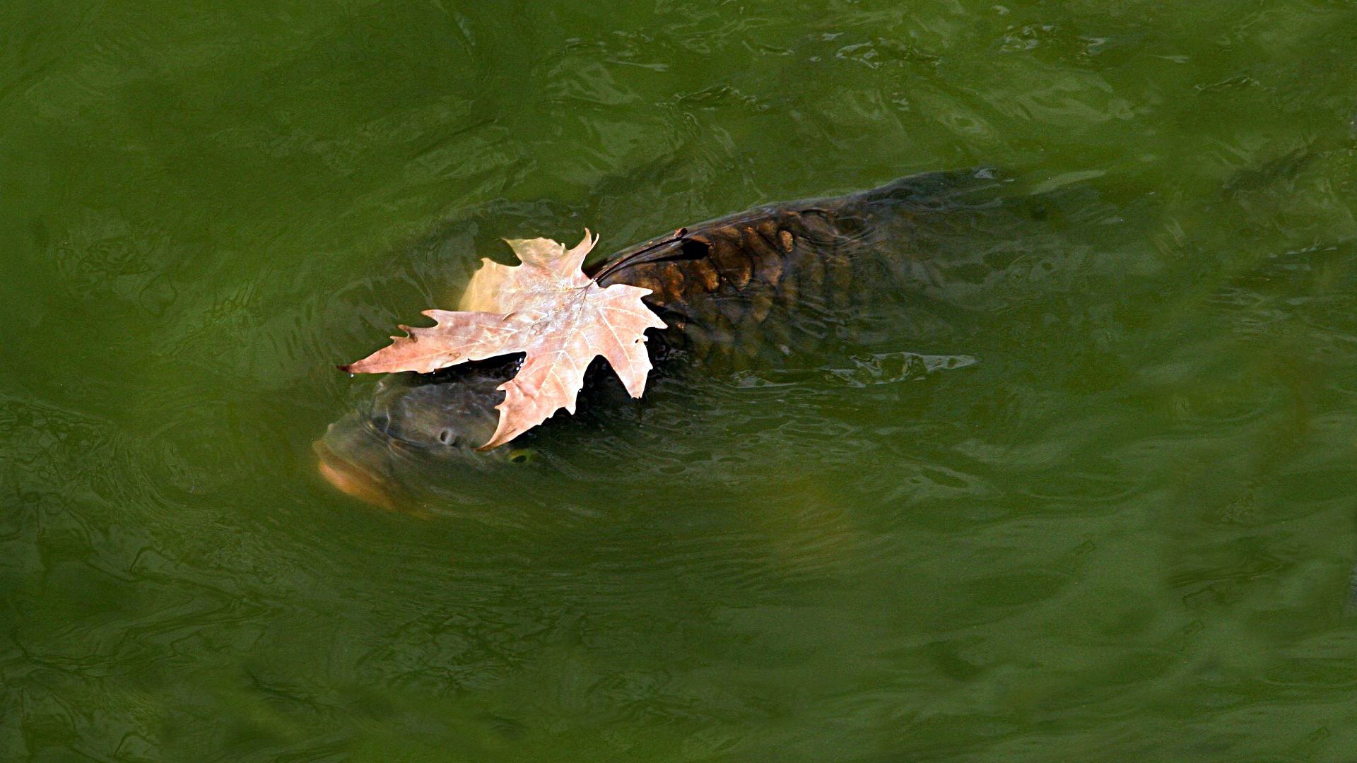 General 1920x1080 animals fish carp leaves fallen leaves water nature in water