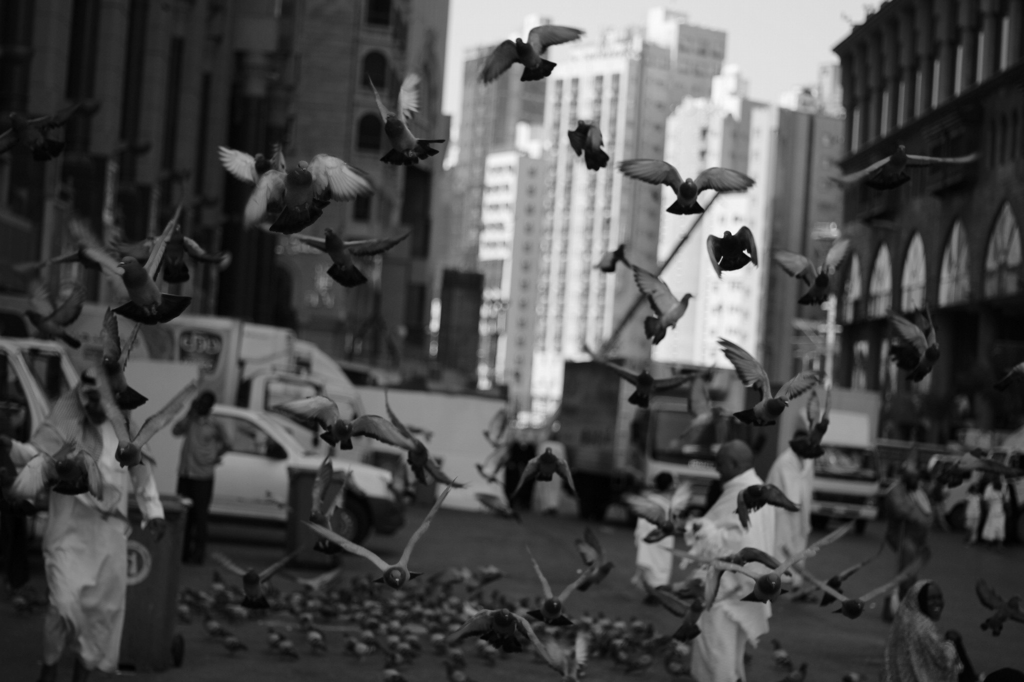 General 2048x1365 urban city monochrome birds dove