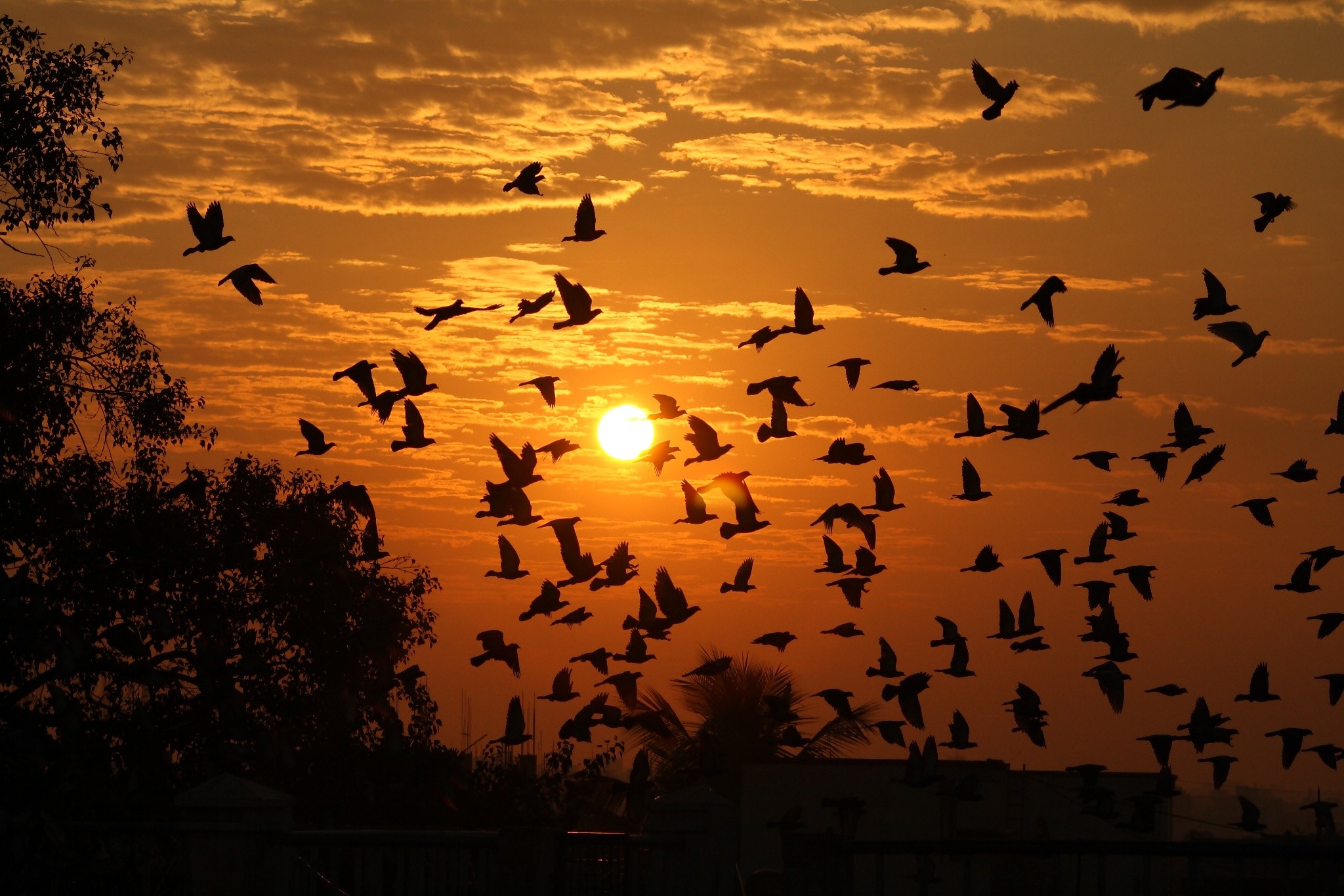General 2048x1365 birds animals Sun flying orange sky dark silhouette sky sunlight outdoors low light