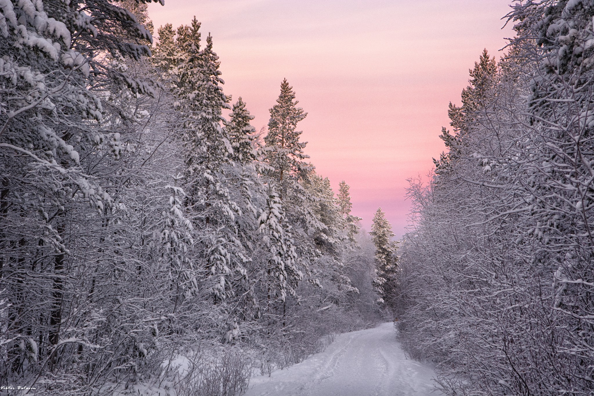 General 2048x1365 pine trees forest path purple sky winter nature