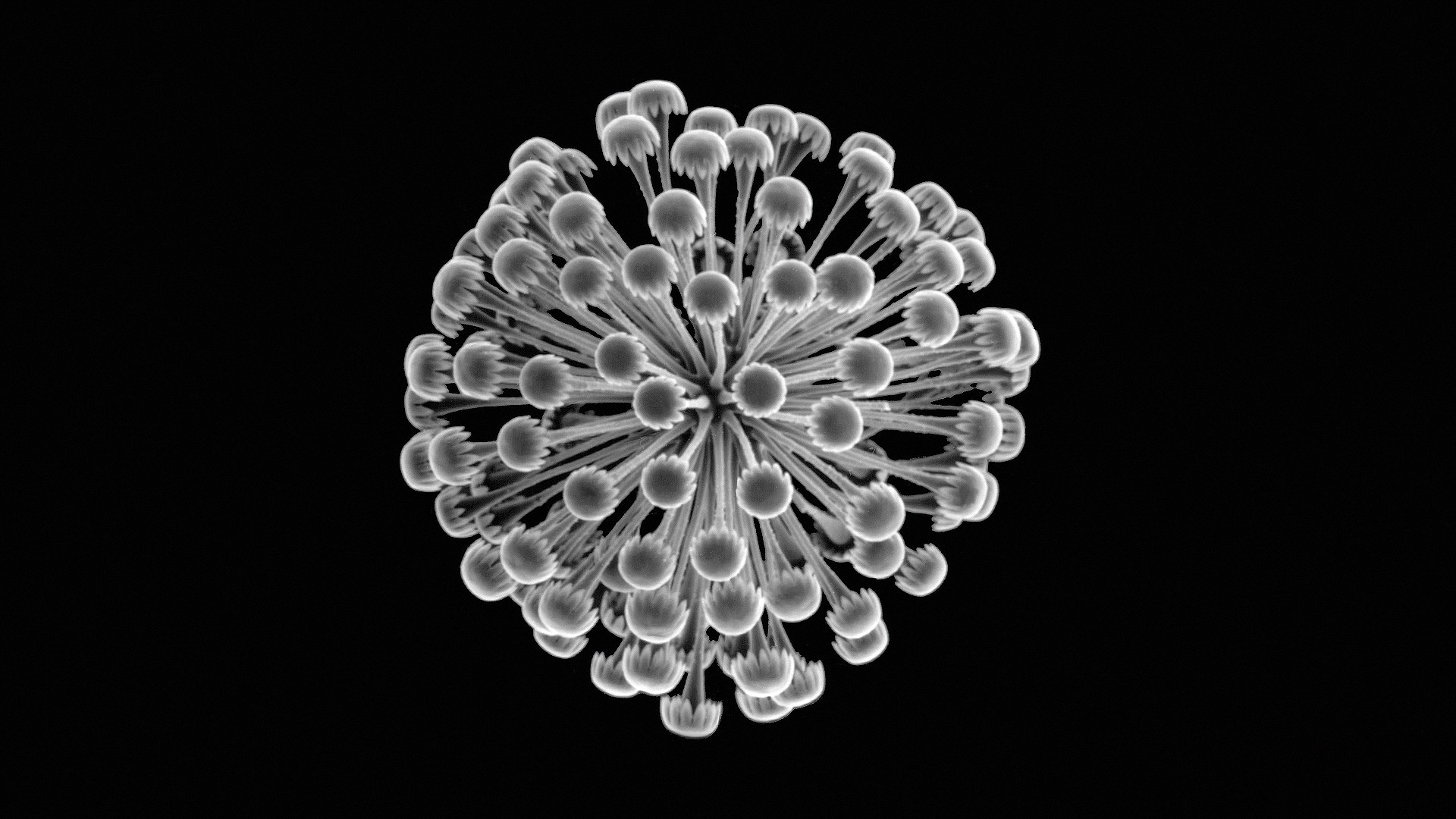 General 1920x1080 monochrome black background minimalism underwater plants nature deep sea sea sponge