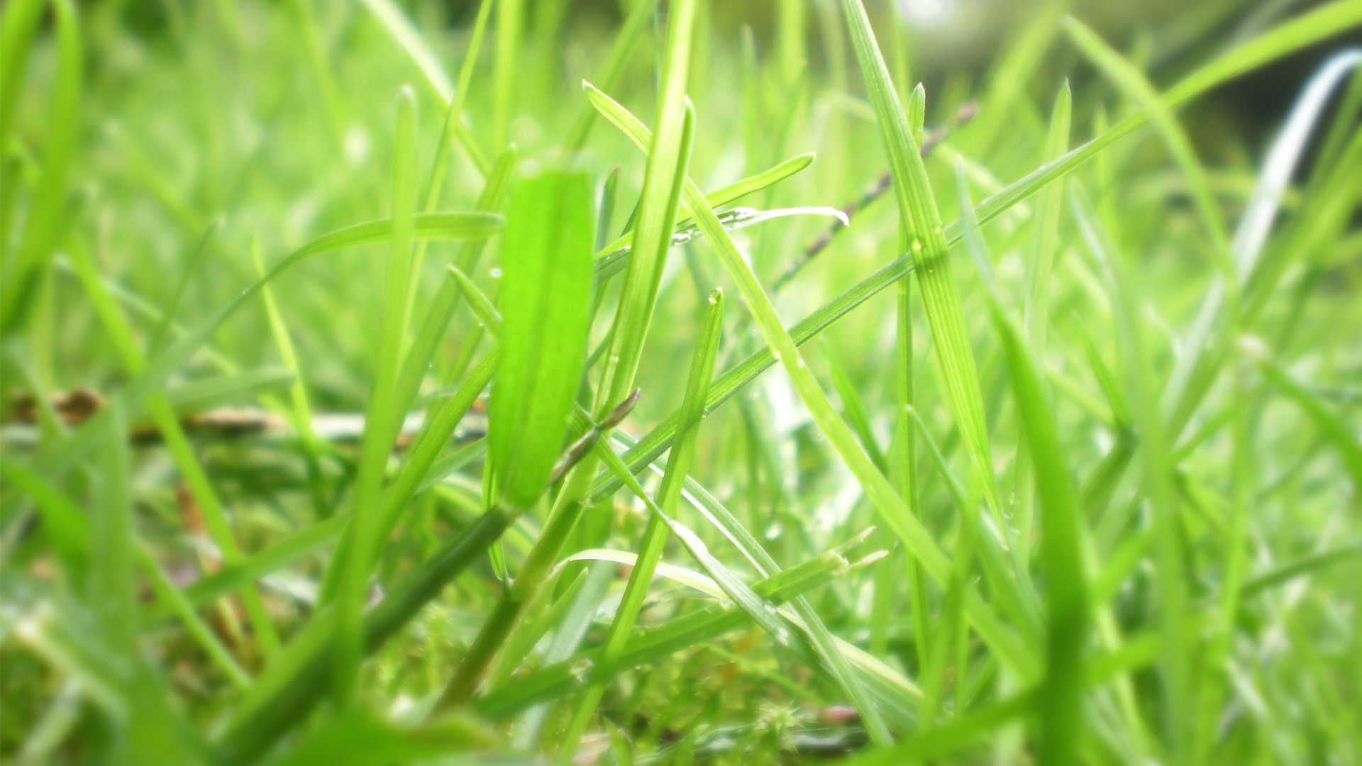 General 1920x1080 grass plants outdoors nature