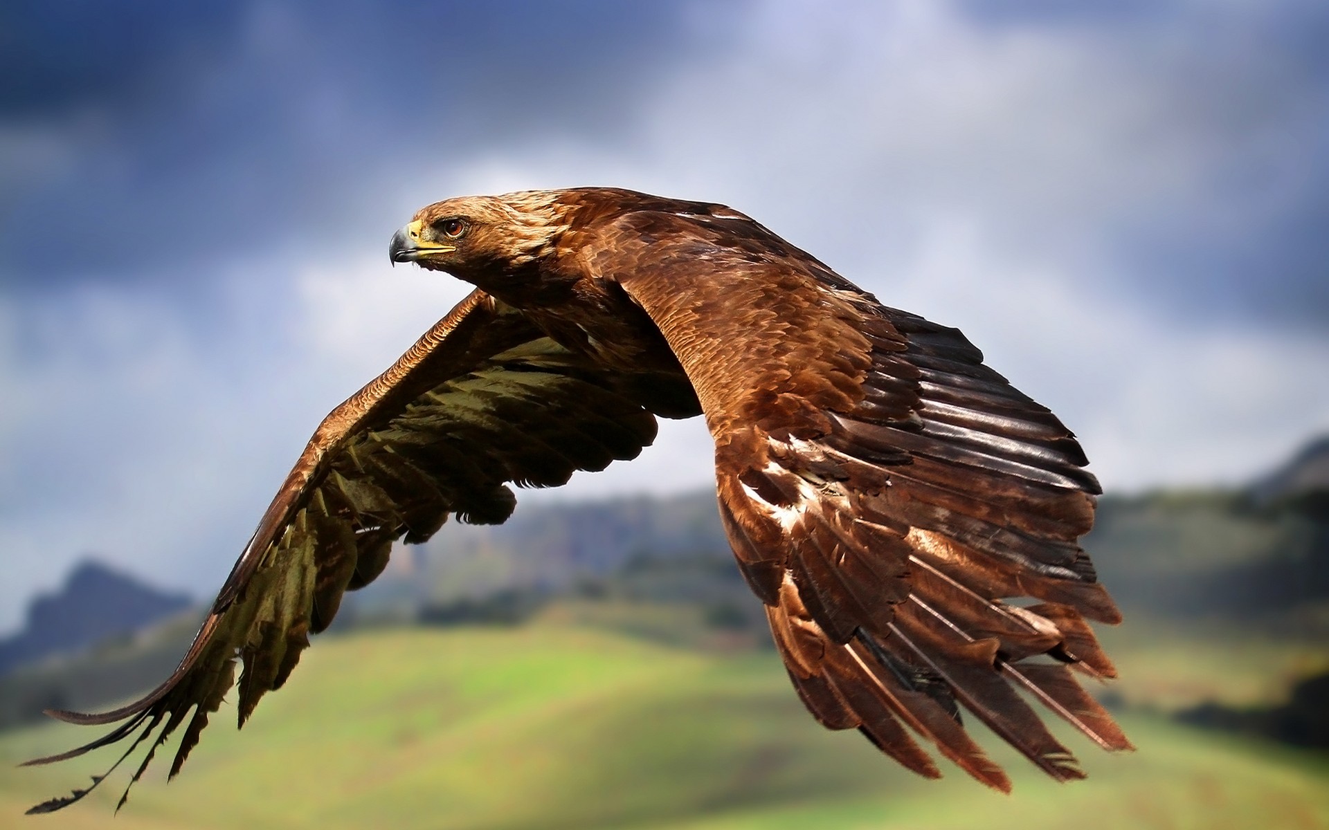General 1920x1200 eagle animals birds flying wings beak blurred blurry background closeup nature sky landscape clouds