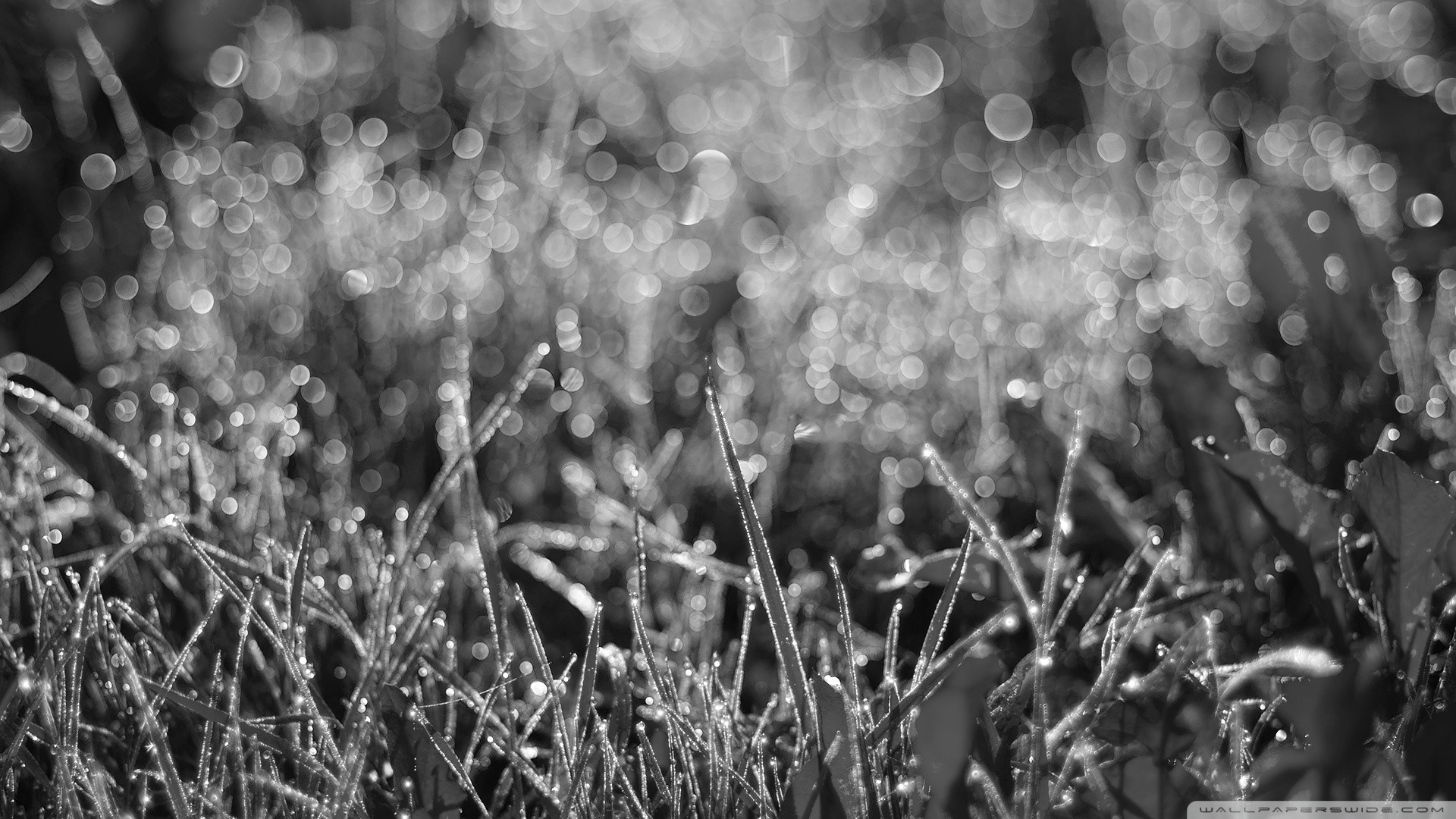 General 1920x1080 monochrome plants nature water drops grass