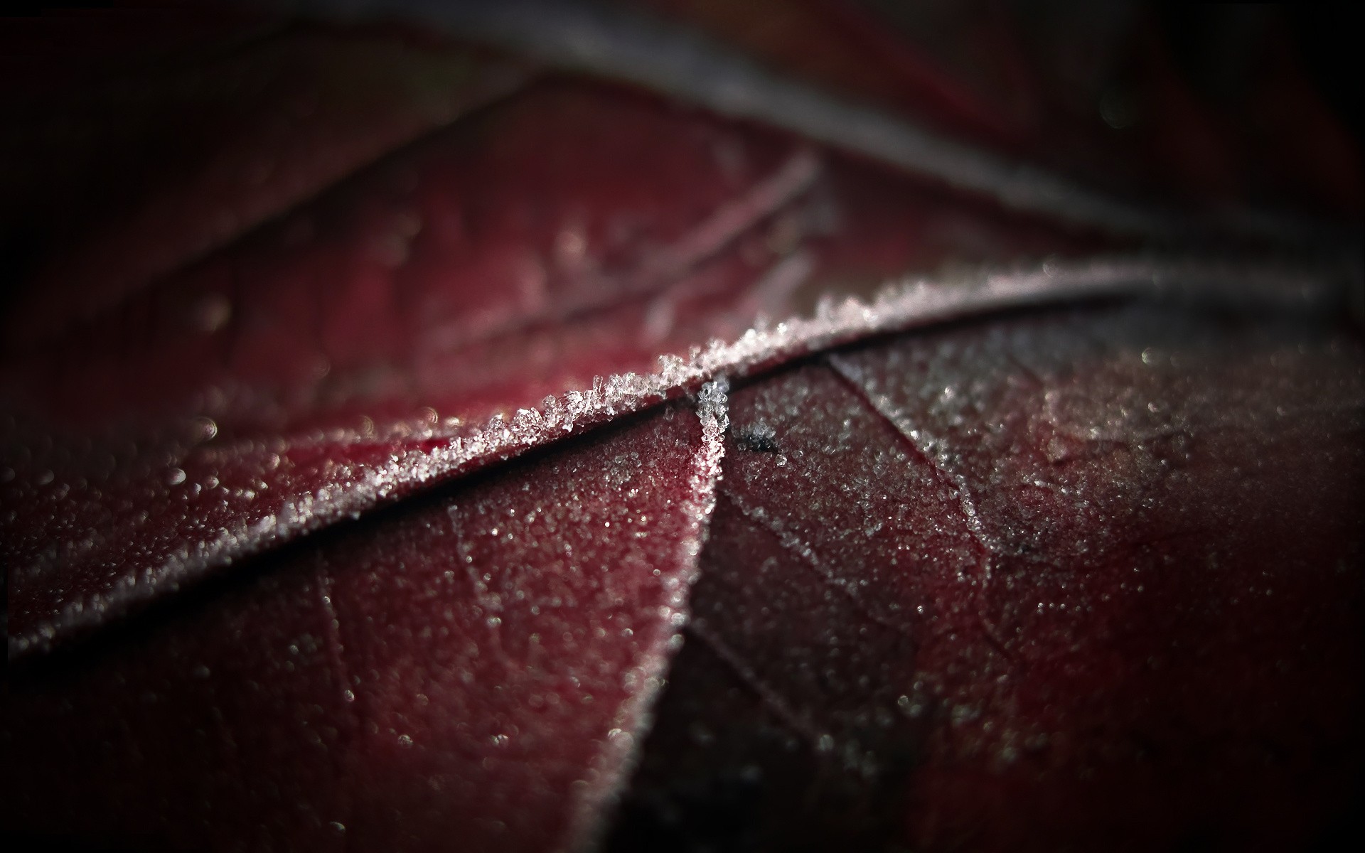 General 1920x1200 macro leaves frost plants closeup outdoors