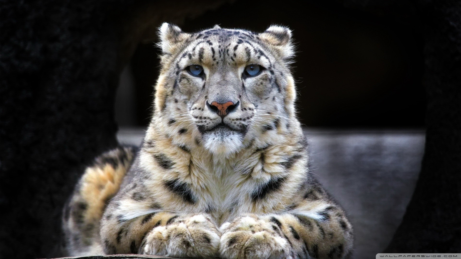 General 1920x1080 snow leopards big cats animals leopard frontal view mammals animal eyes blue eyes