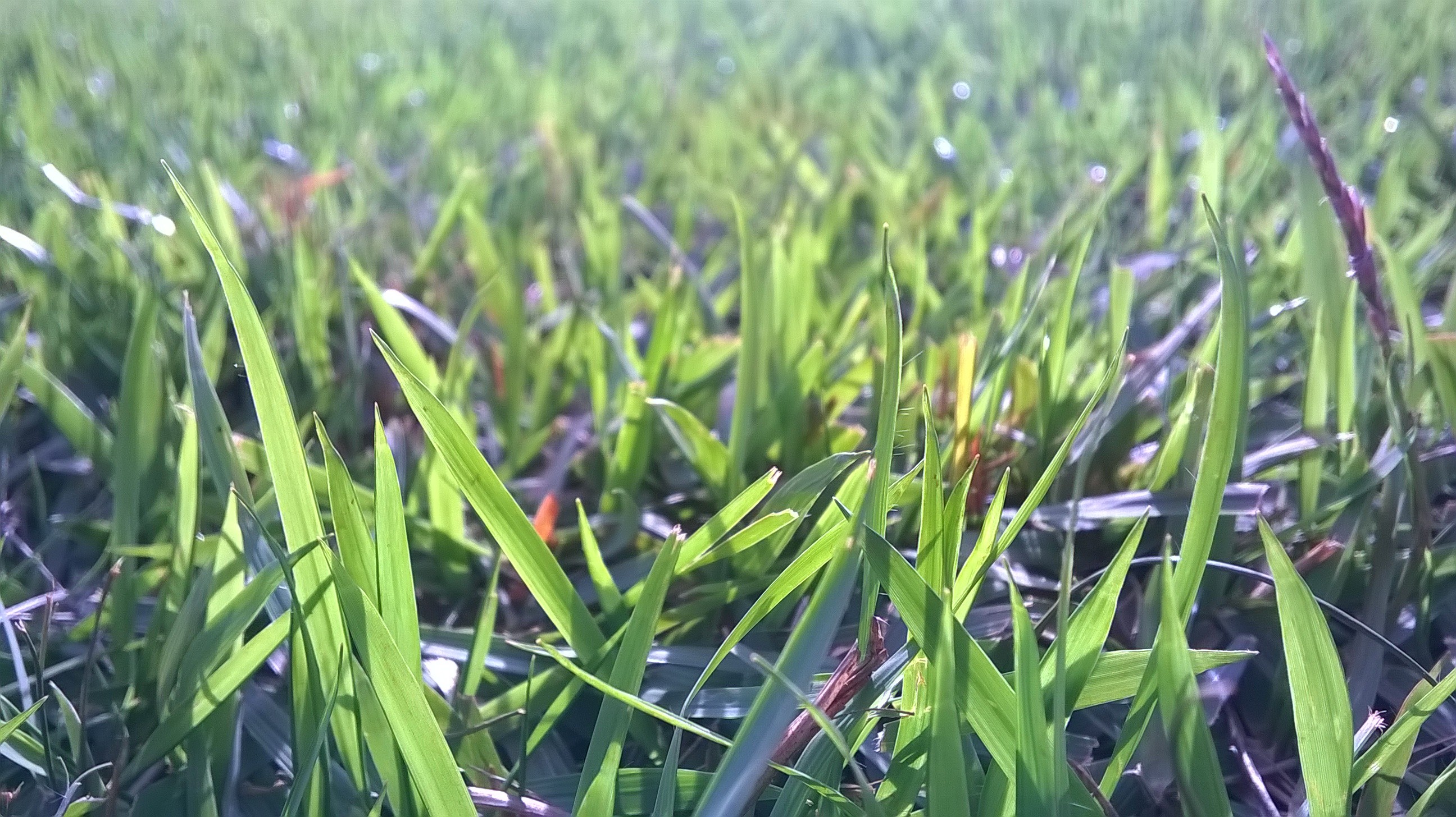 General 2592x1456 grass plants leaves outdoors closeup depth of field sunlight