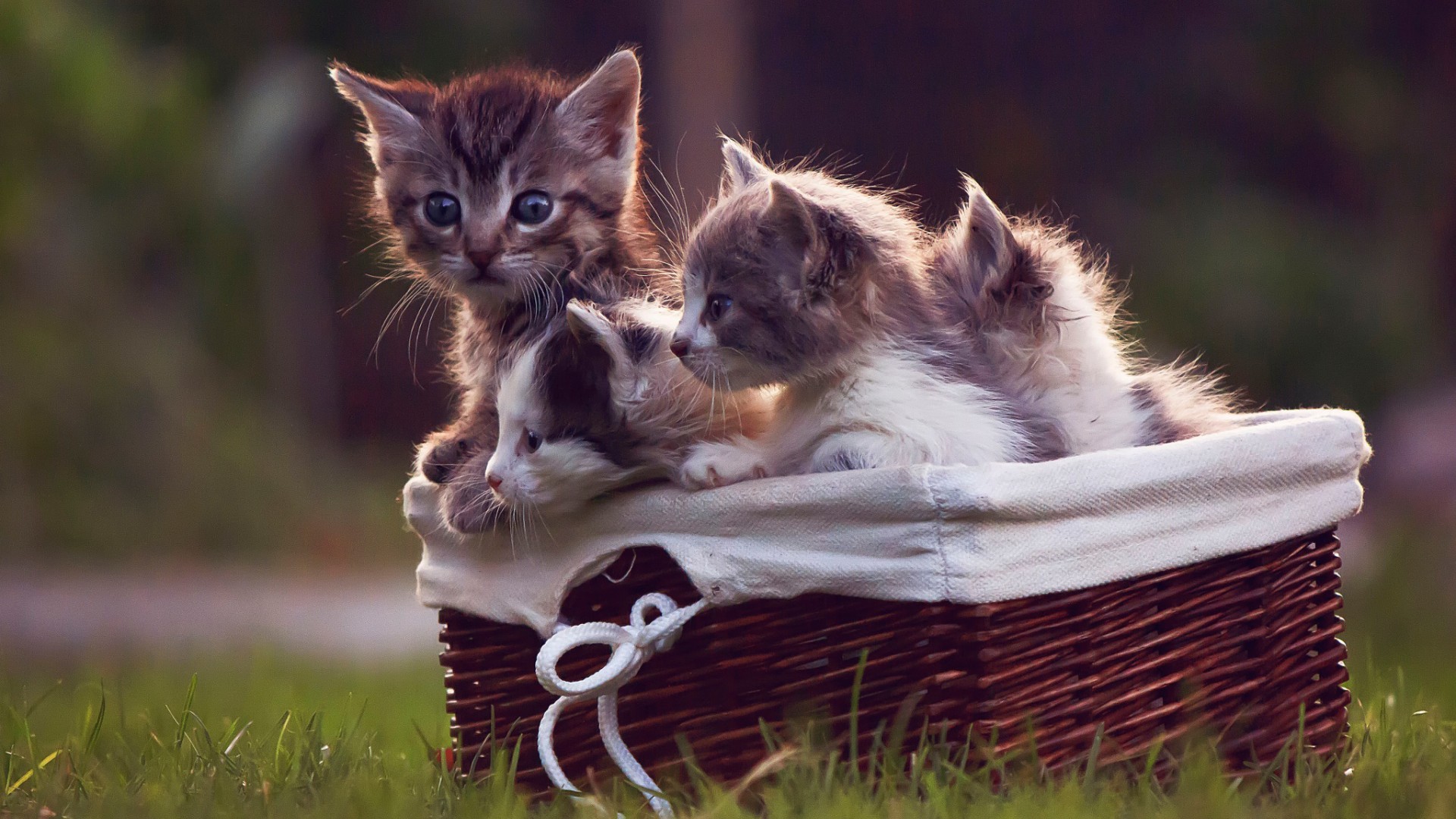 General 1920x1080 kittens cats baby animals baskets grass animals mammals outdoors