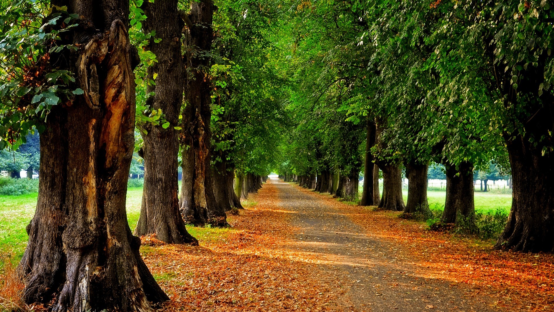 General 1920x1080 trees road foliage dirt road leaves green brown