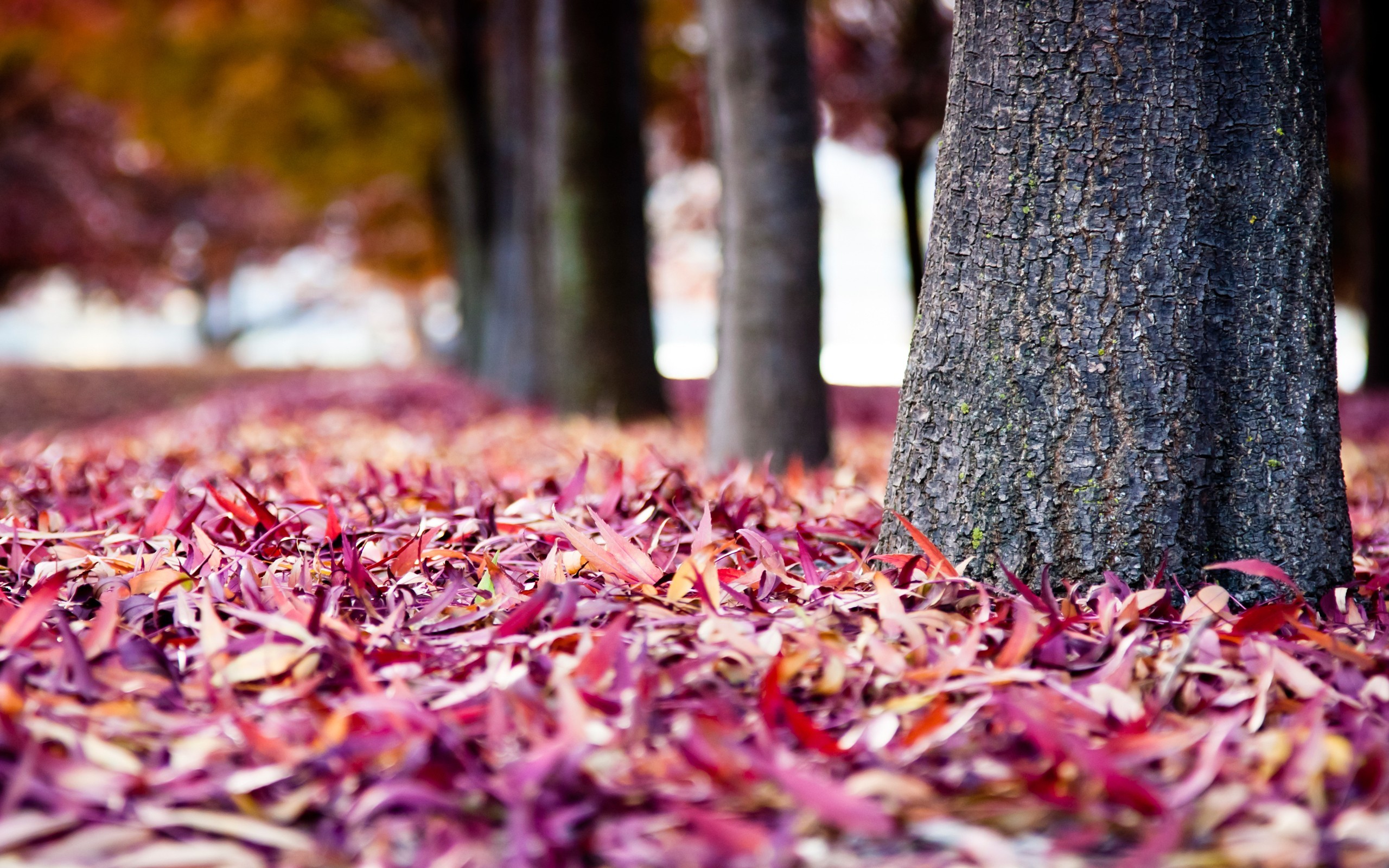 General 2560x1600 leaves red leaves nature fall tree trunk fallen leaves outdoors trees