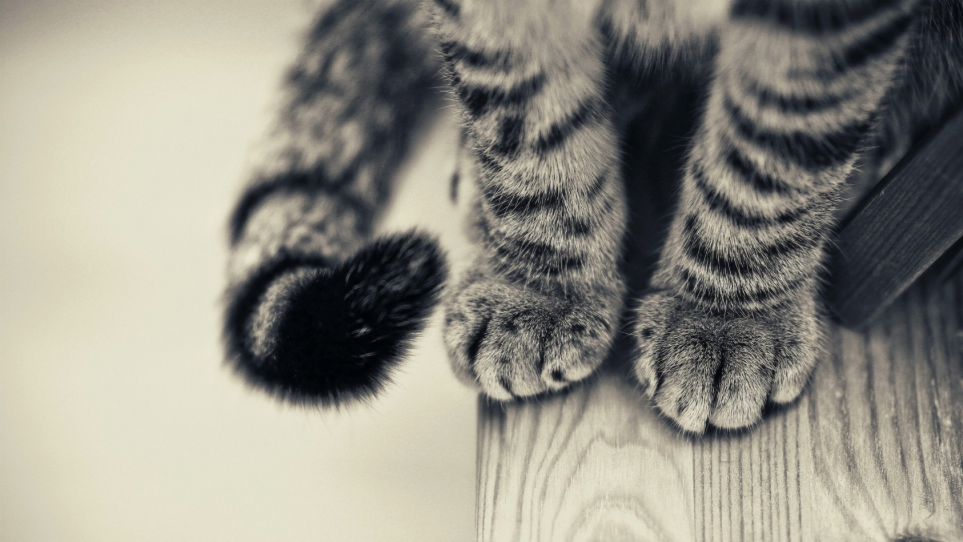 General 1920x1080 cats tail paws wooden surface monochrome animals indoors mammals