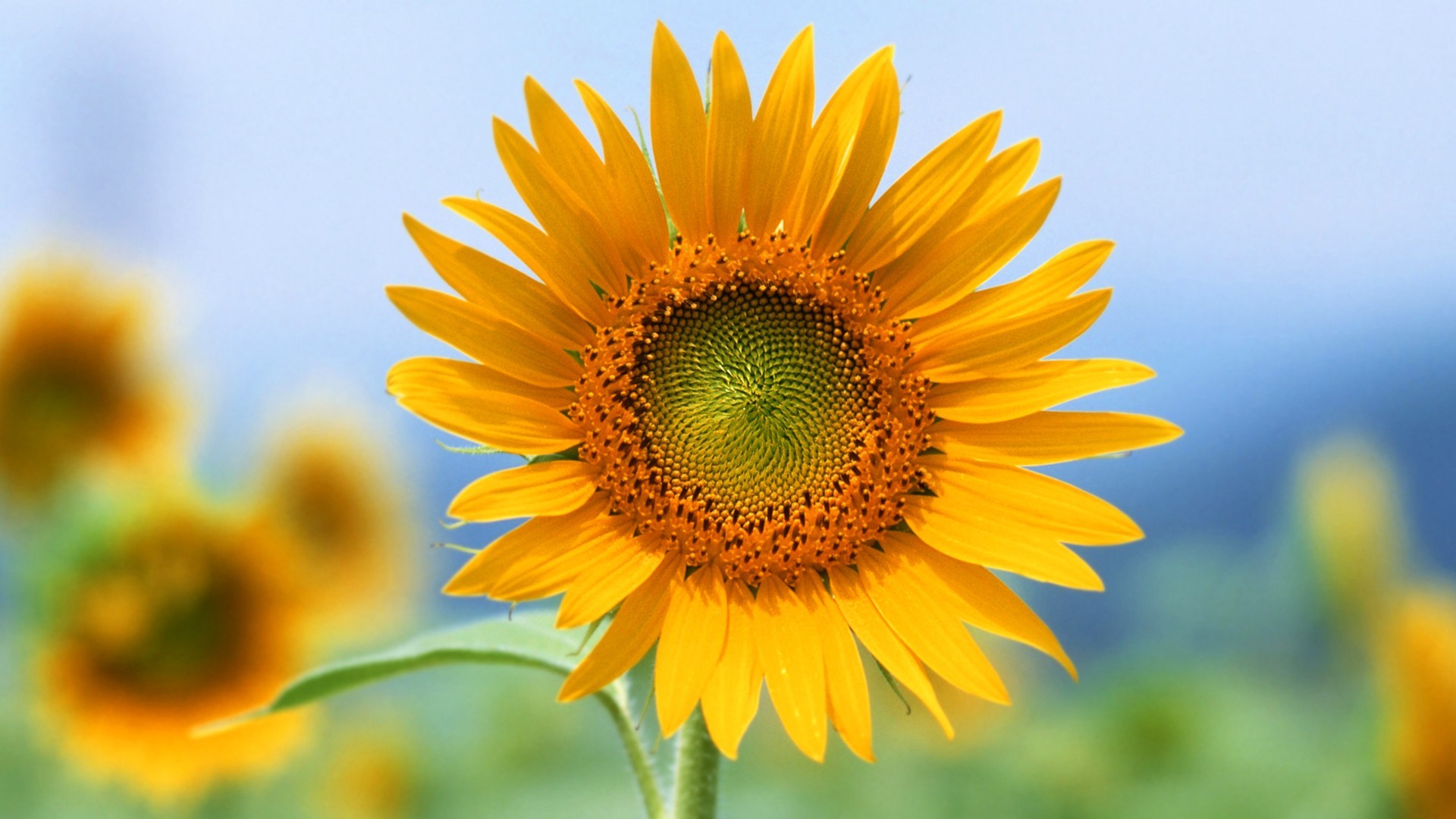 General 1920x1080 flowers sunflowers yellow flowers outdoors plants