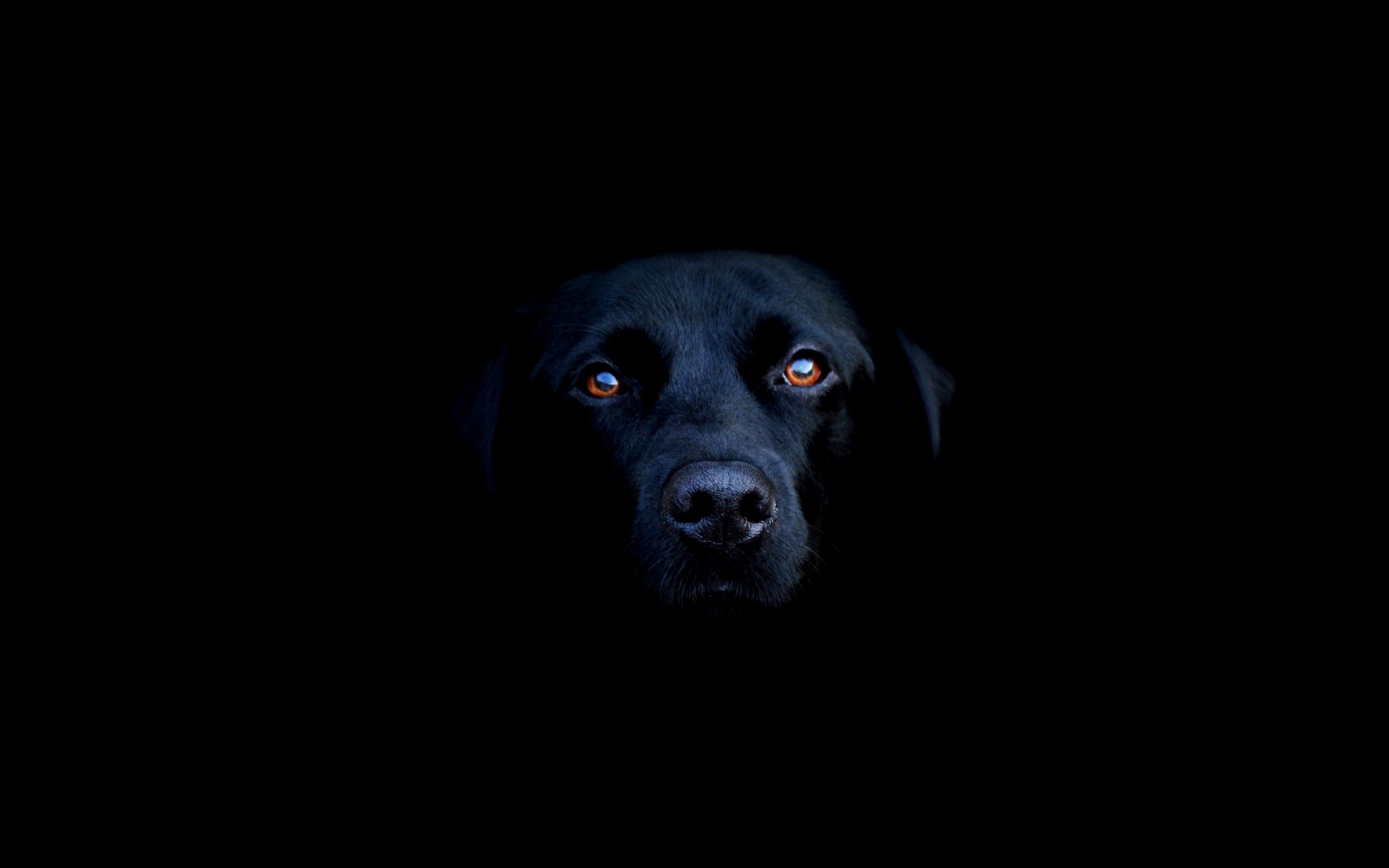 General 1920x1200 dog Labrador Retriever simple background black background animals mammals animal eyes