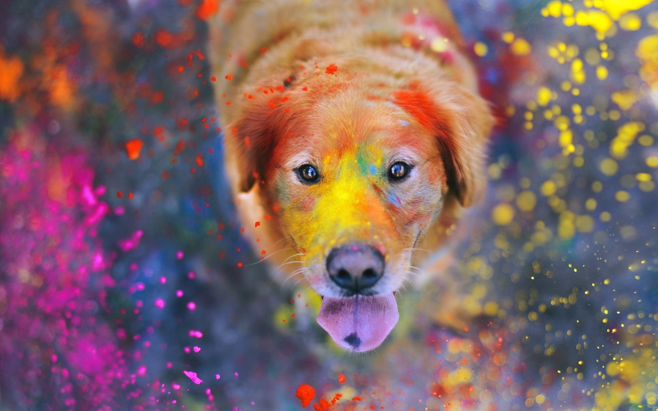 General 2560x1600 animals colorful paint paint splatter dog Labrador Retriever vibrant pink yellow looking at viewer mammals