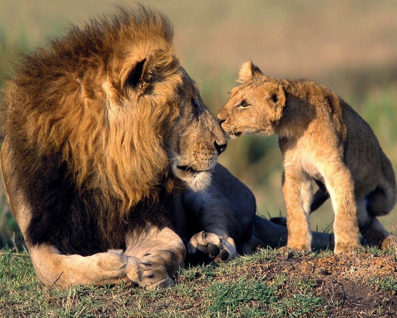 General 1280x1024 lion Africa baby animals animals big cats mammals