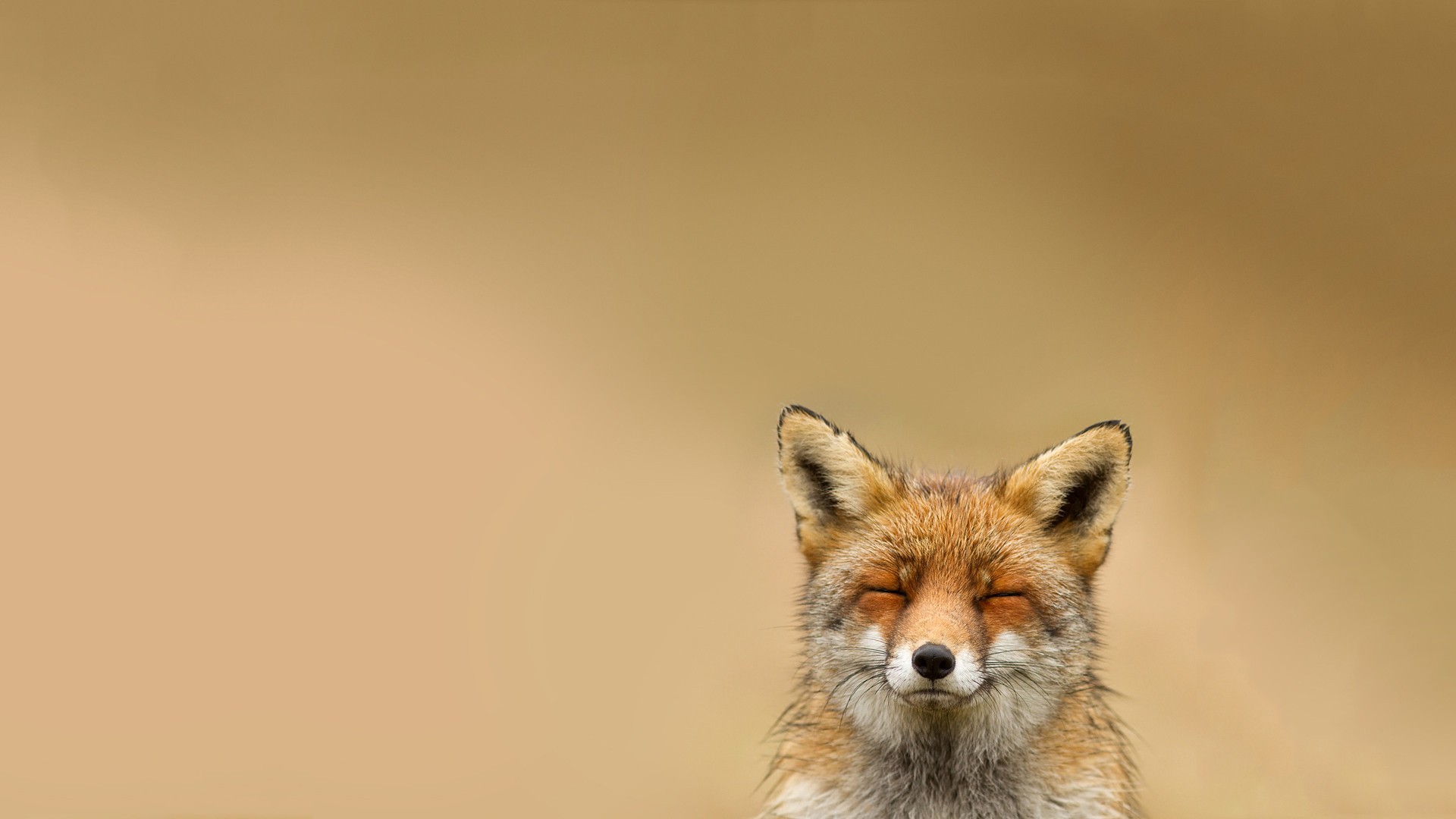 General 1920x1080 animals fox nature mammals gradient simple background closed eyes