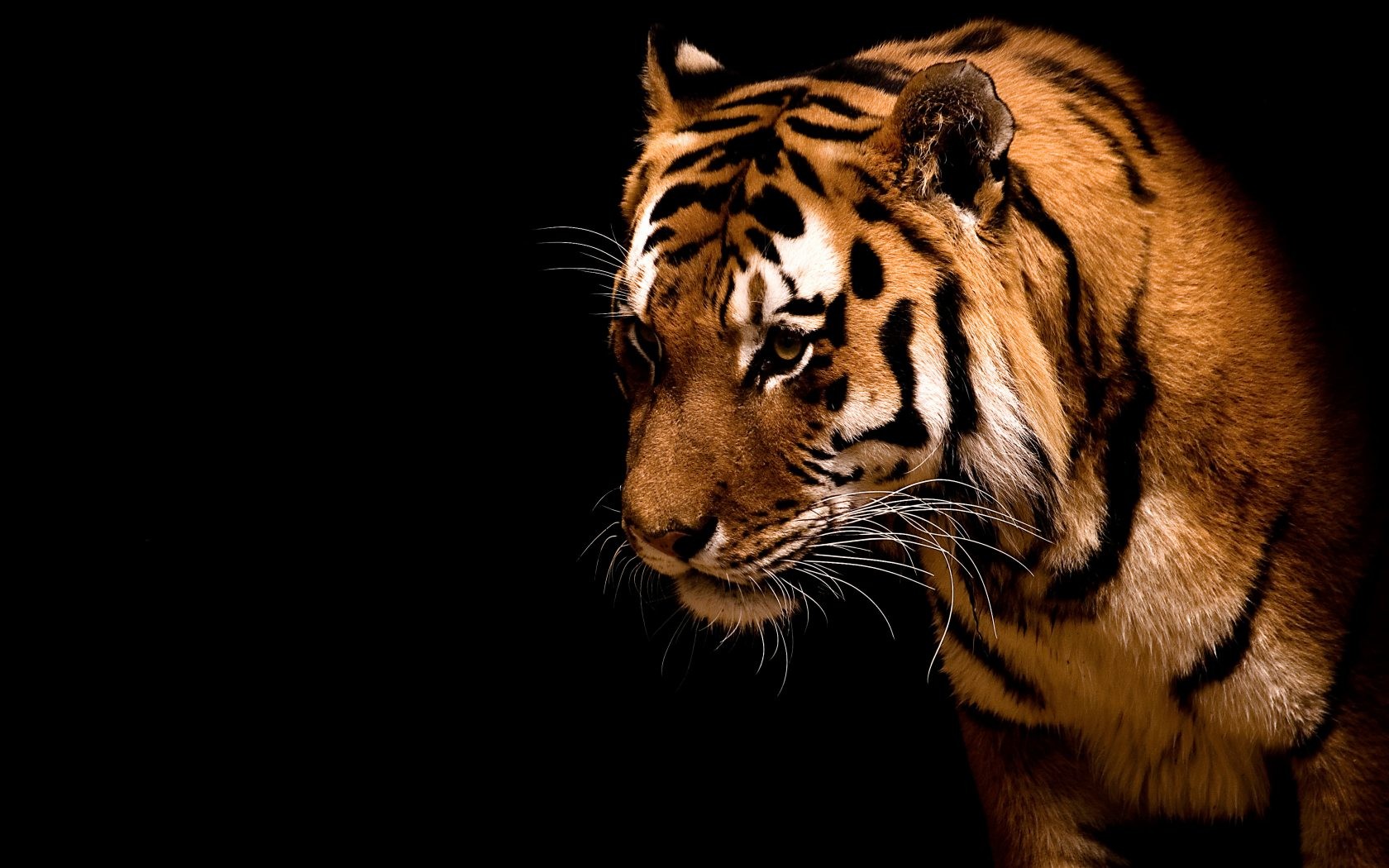 General 1680x1050 tiger animals big cats mammals simple background black background