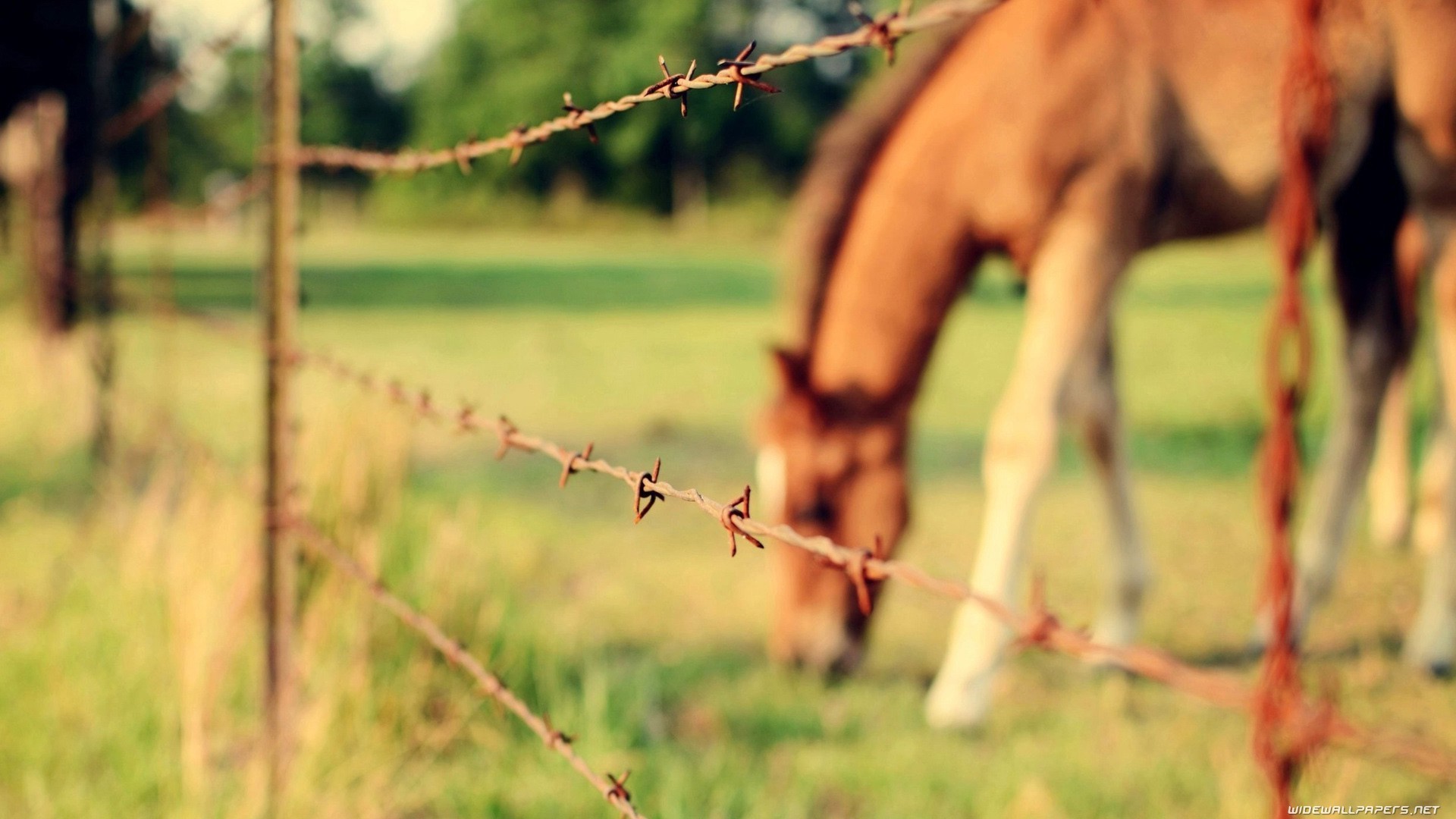 General 1920x1080 animals nature horse fence depth of field mammals