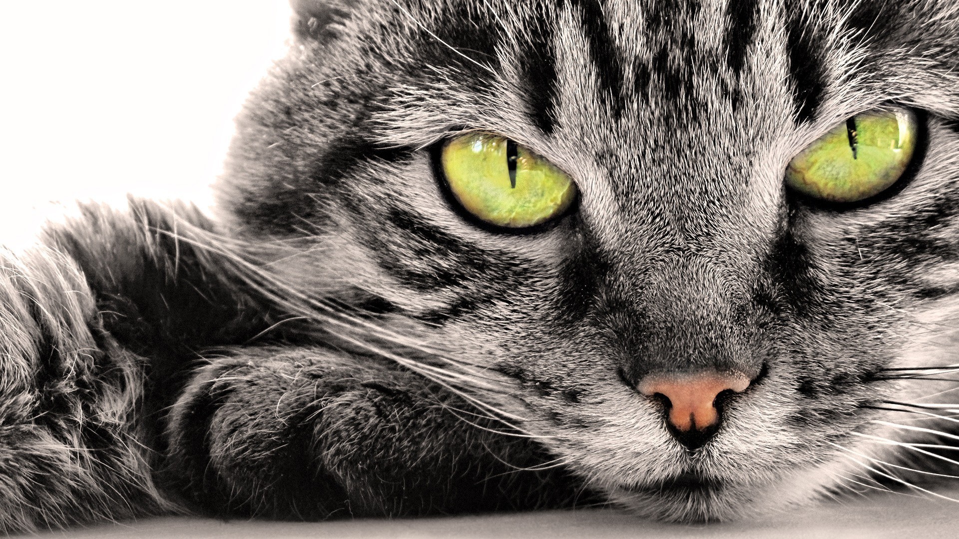 General 1920x1080 closeup cats feline animals animal eyes selective coloring mammals