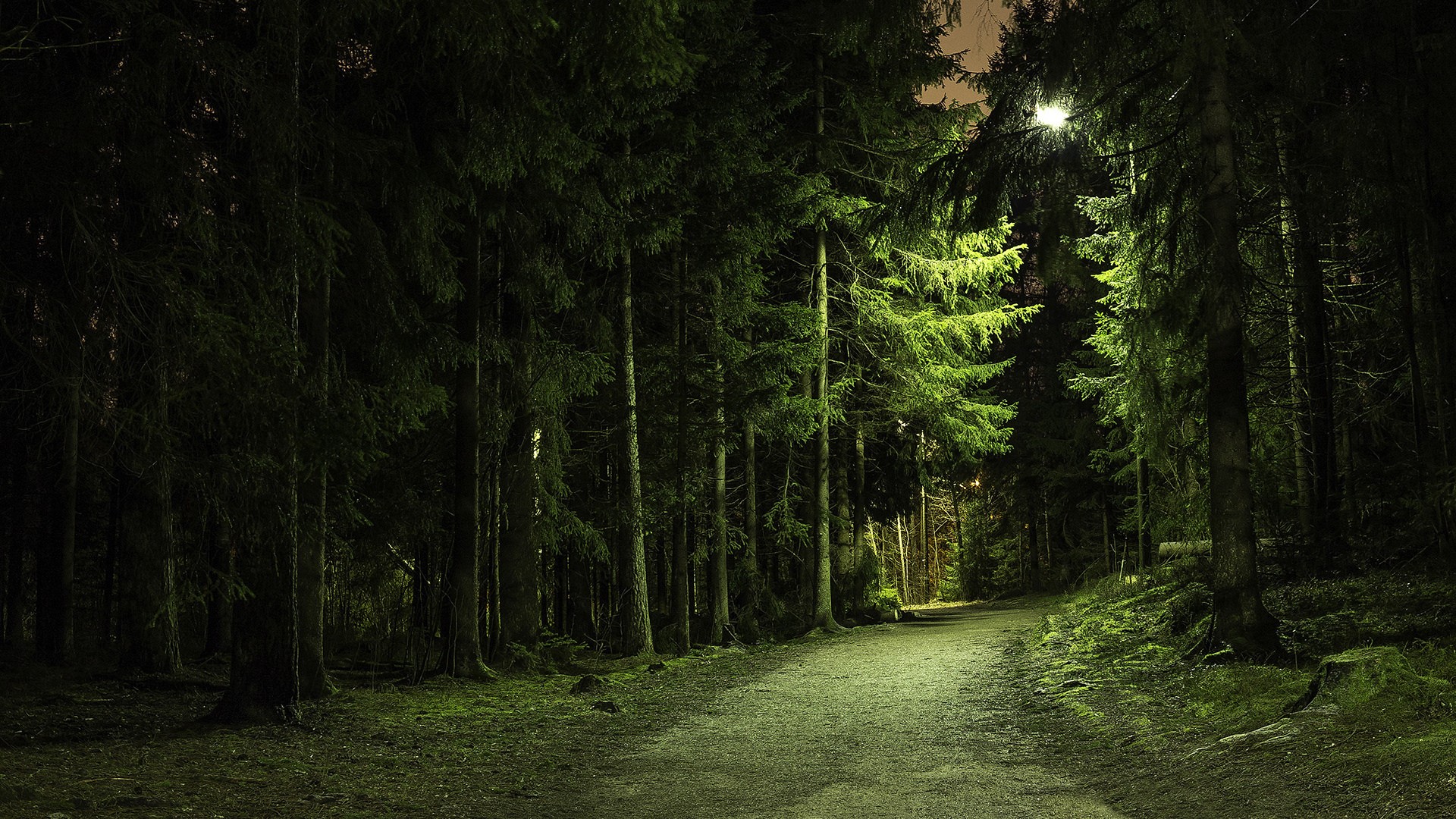 General 1920x1080 nature trees forest green branch path lights pine trees dirt road