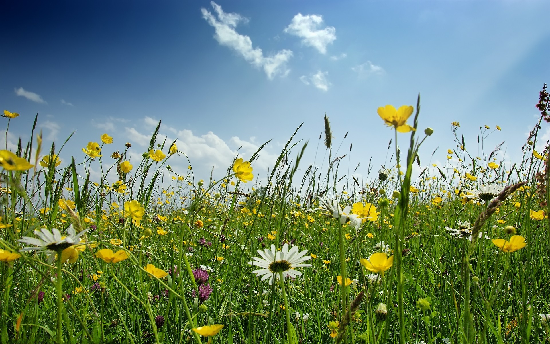 General 1920x1200 flowers field nature chamomile yellow flowers plants