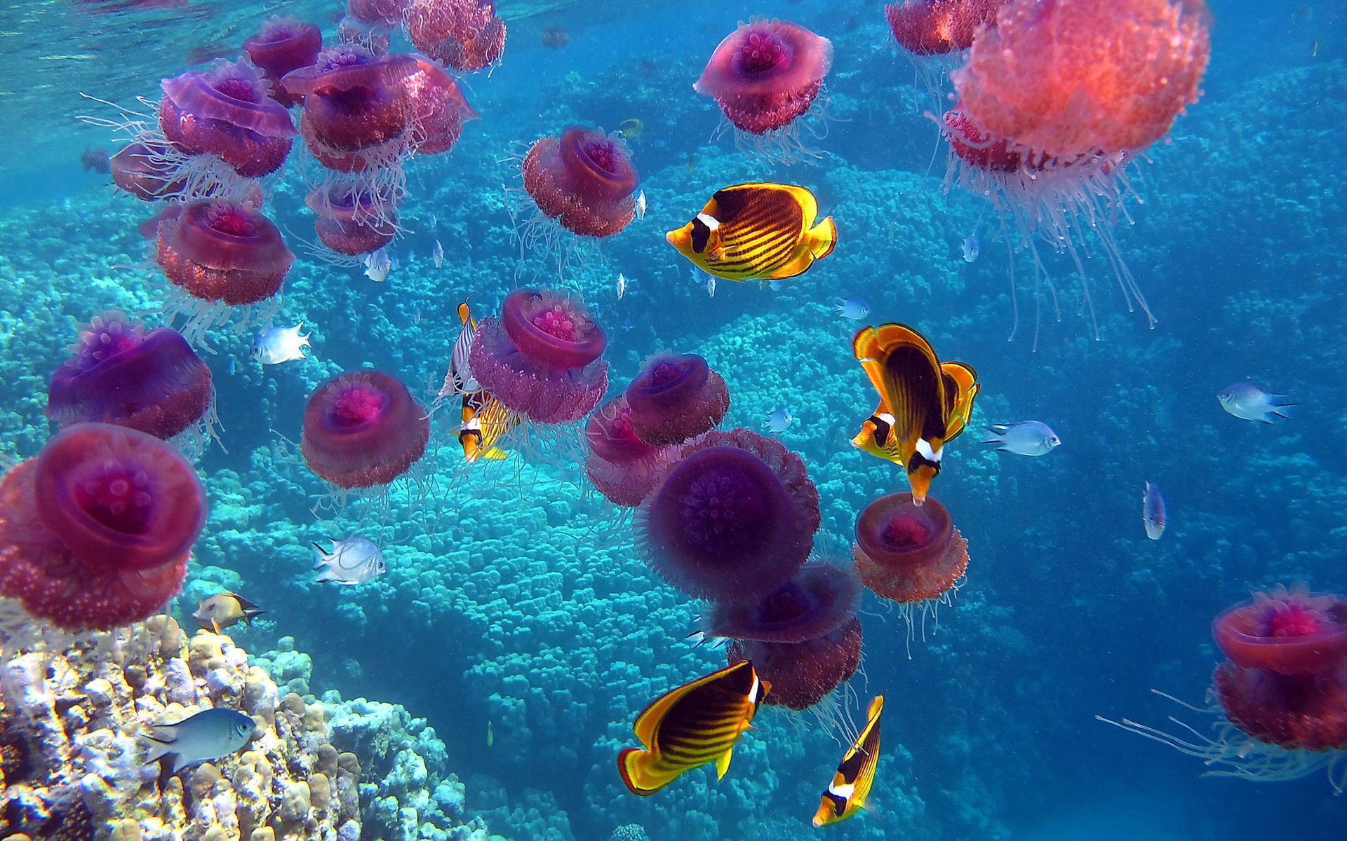 General 1920x1200 fish jellyfish tropical fish animals sea life underwater