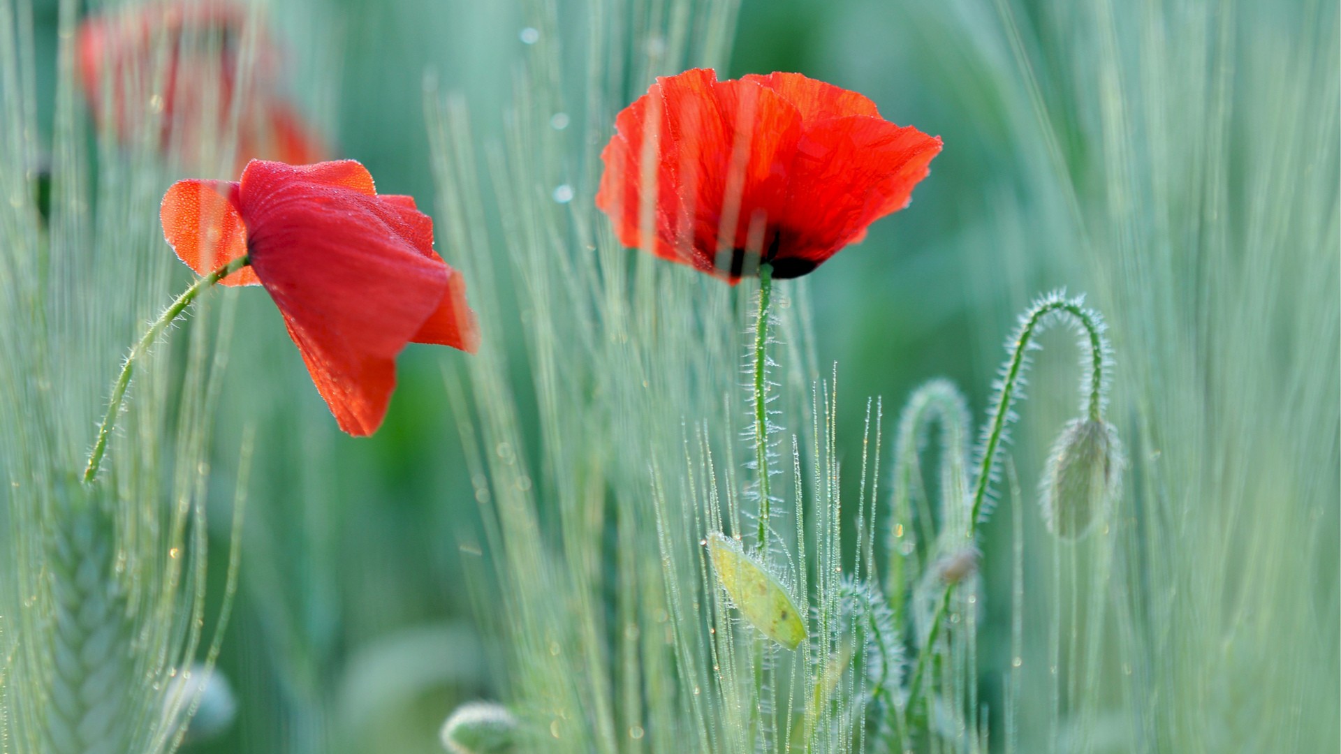 General 1920x1080 flowers poppies red flowers plants