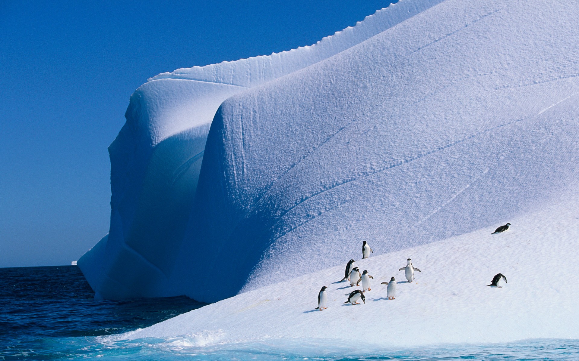 General 1920x1200 nature ice animals penguins iceberg birds Arctic