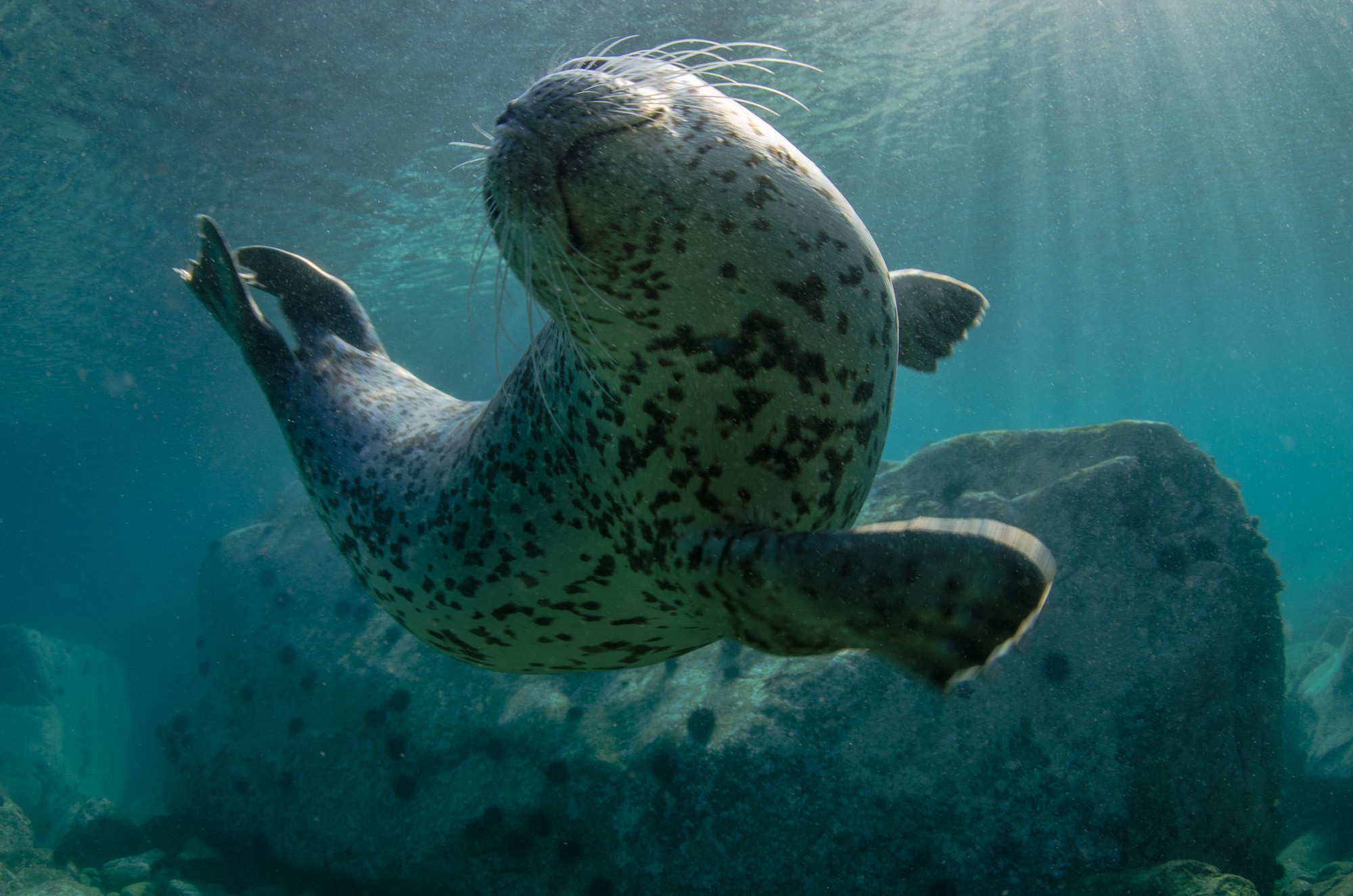 General 2000x1325 animals nature seals underwater mammals closeup