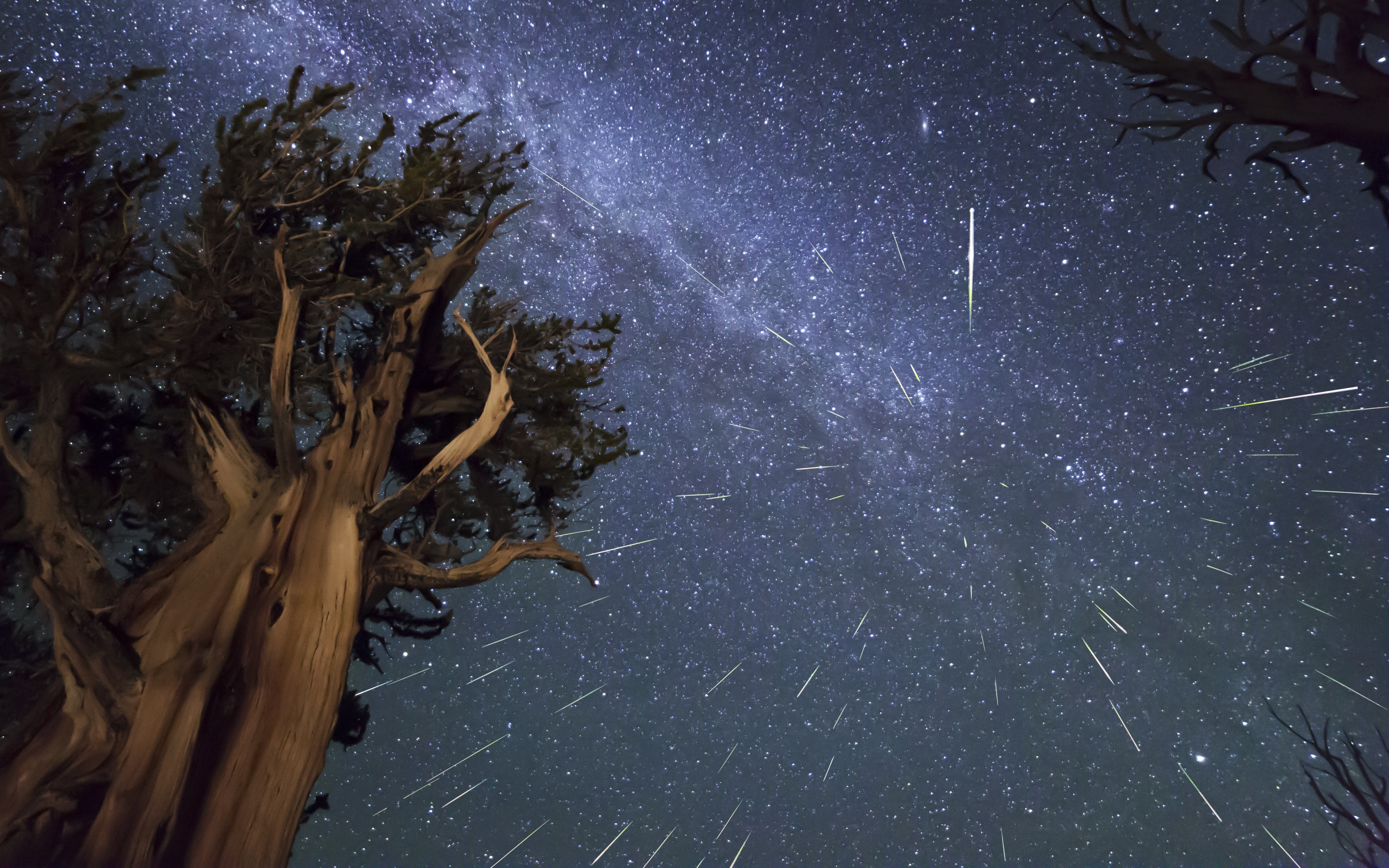 General 3840x2400 long exposure trees night space art space stars worm's eye view sky