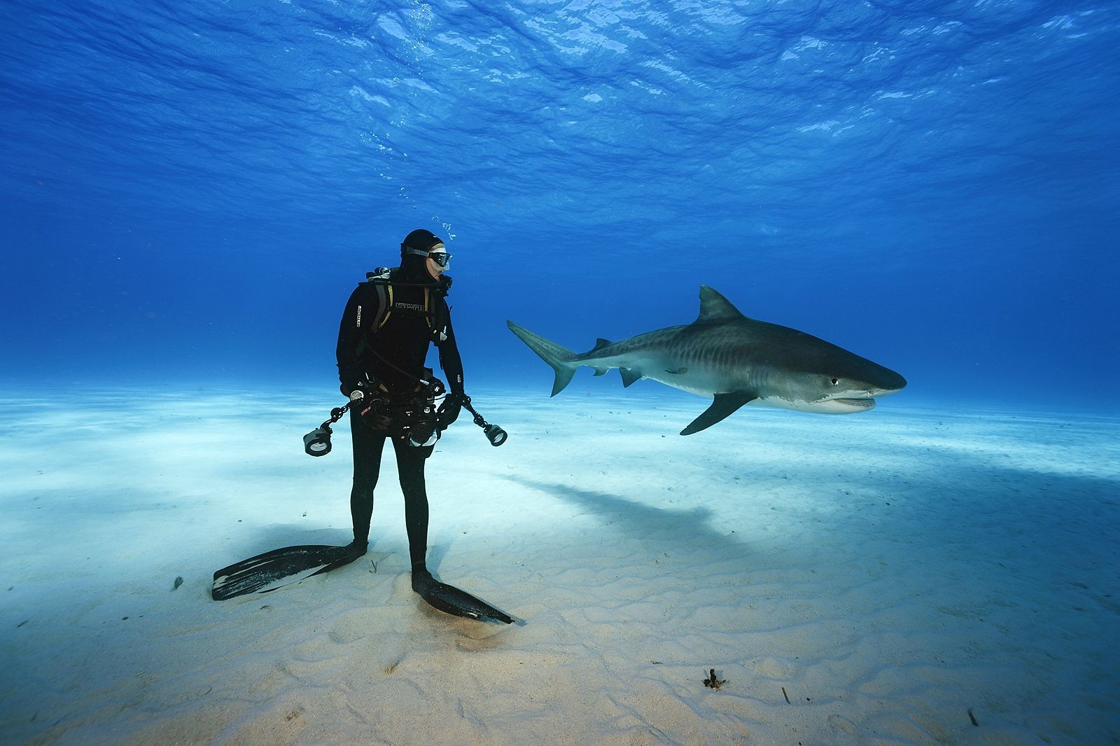 General 1600x1065 nature underwater shark animals divers sea fish