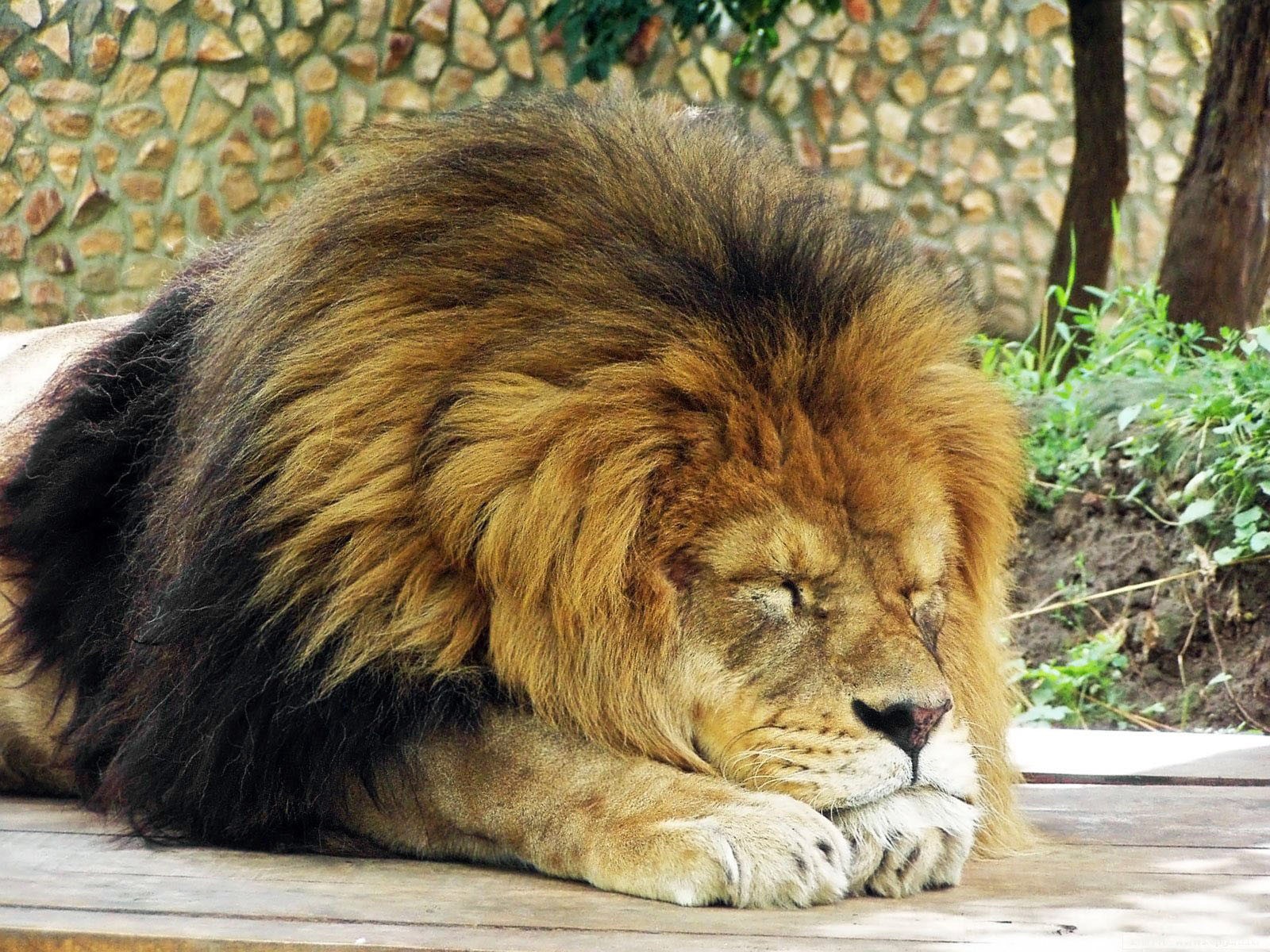 General 1600x1200 animals lion big cats sleeping mammals