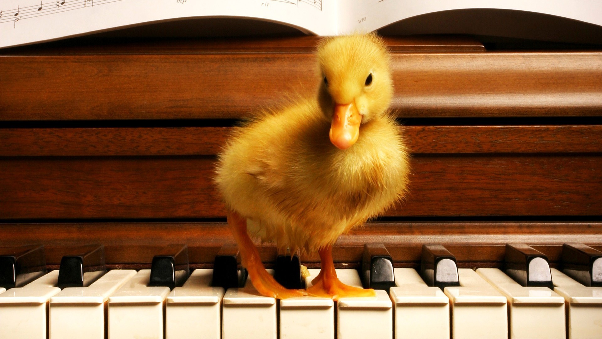 General 1920x1080 piano birds baby animals duck musical instrument ducklings